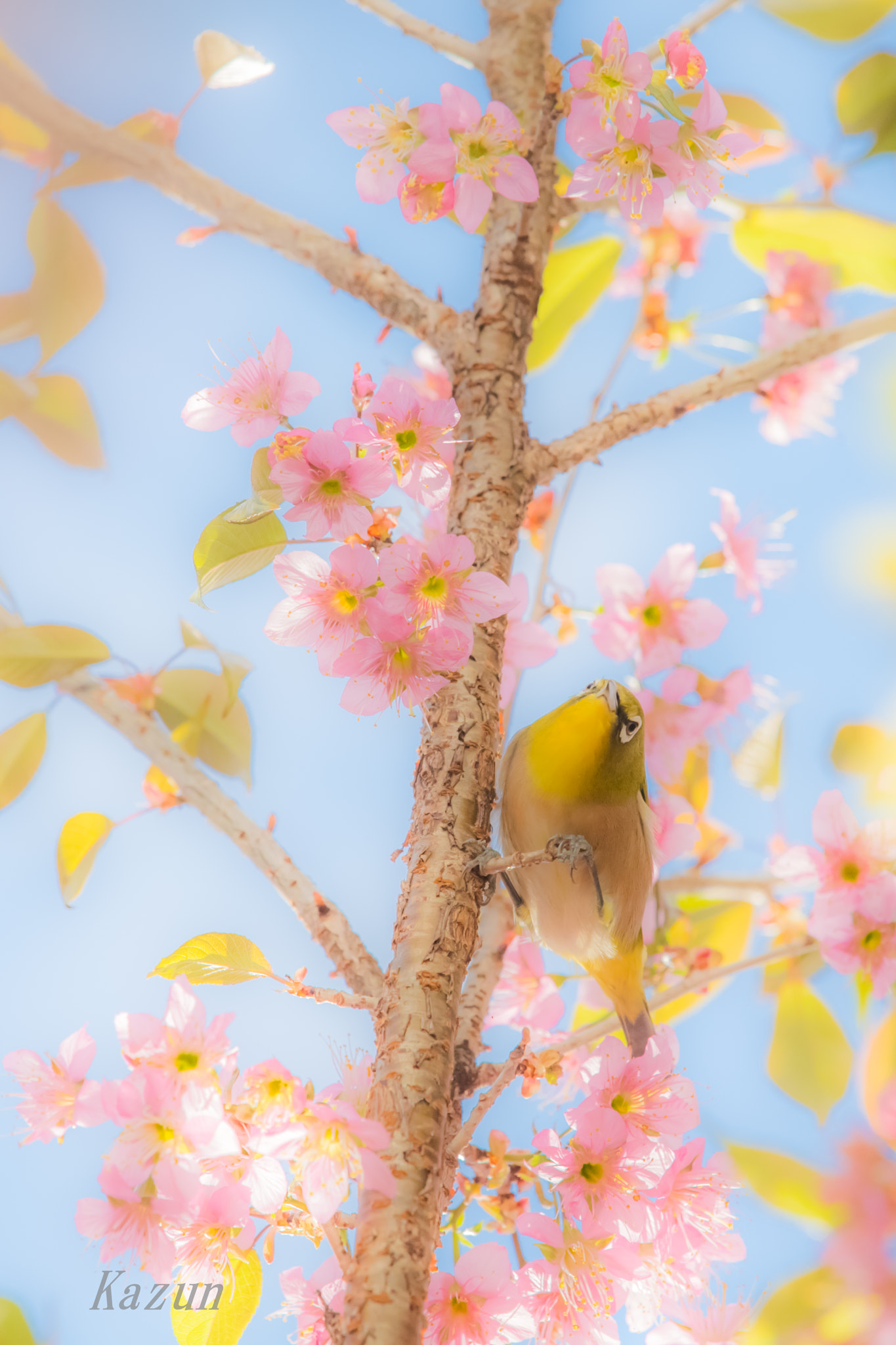 Nikon Nikkor AF-S 300mm F4E PF ED VR sample photo. Like spring～♪ photography