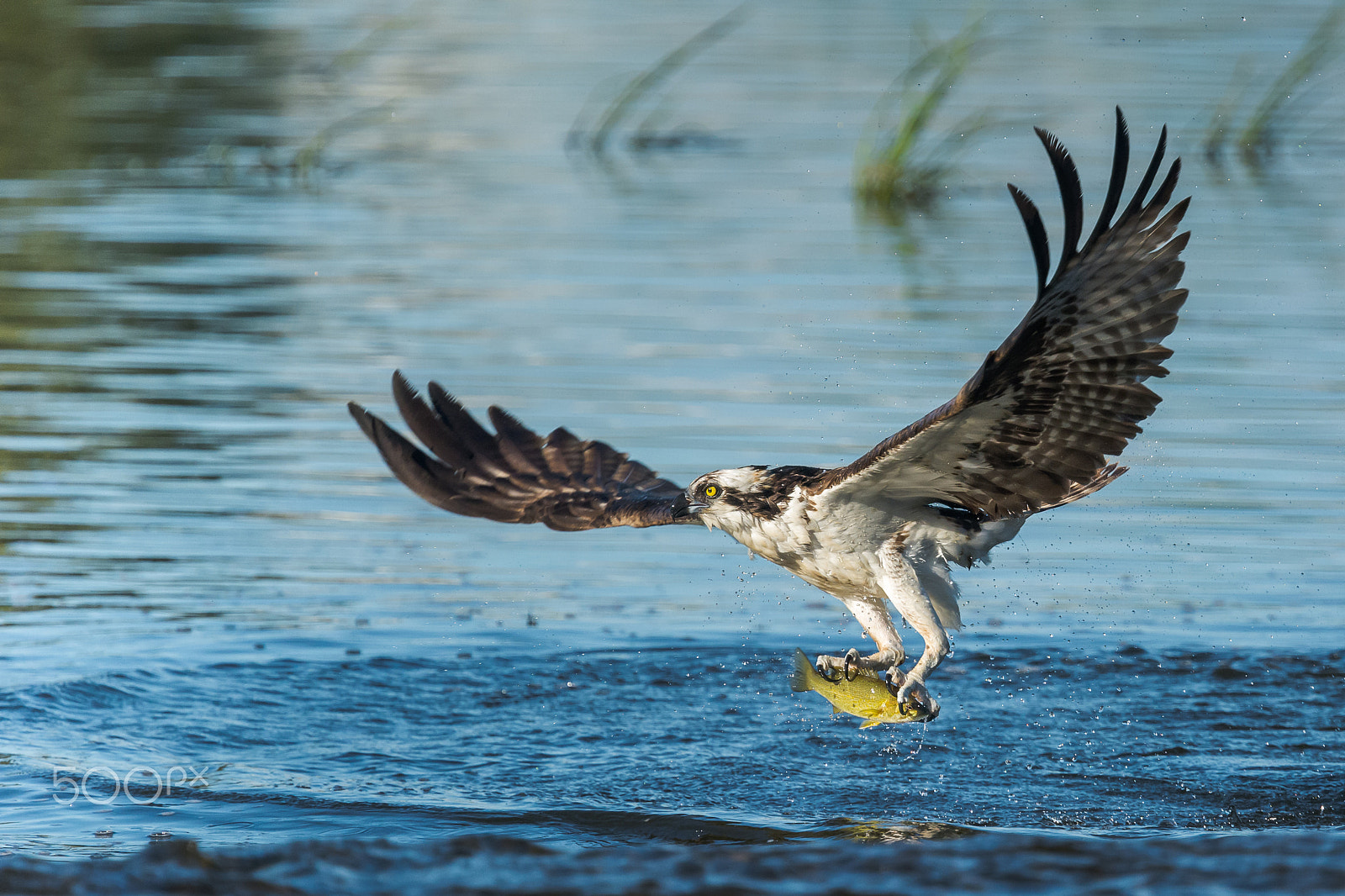 Nikon Nikkor AF-S 300mm F4E PF ED VR sample photo. À la pêche photography