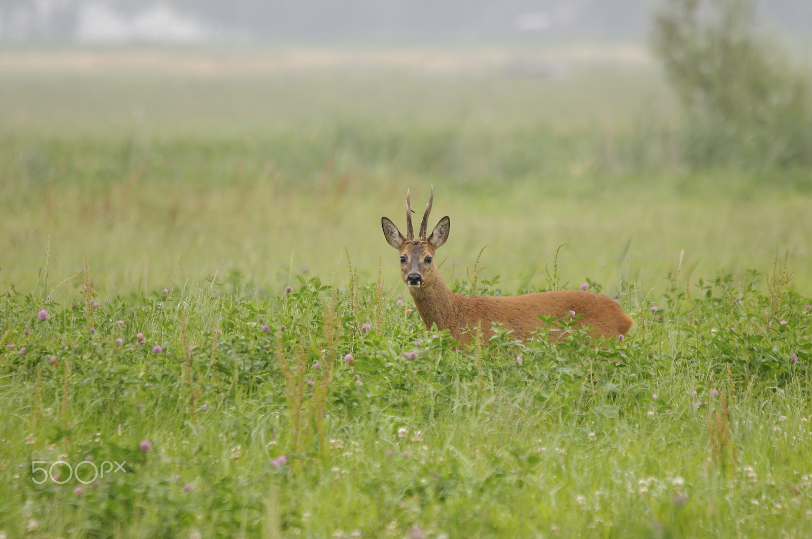 Sigma 150-500mm F5-6.3 DG OS HSM sample photo. European roe deer photography