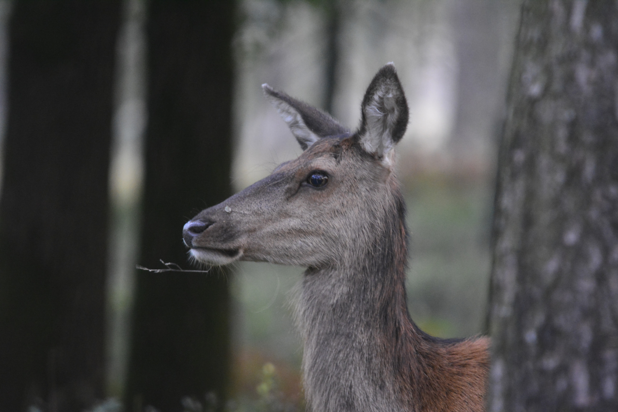 Sigma 150-500mm F5-6.3 DG OS HSM sample photo. Red deer photography