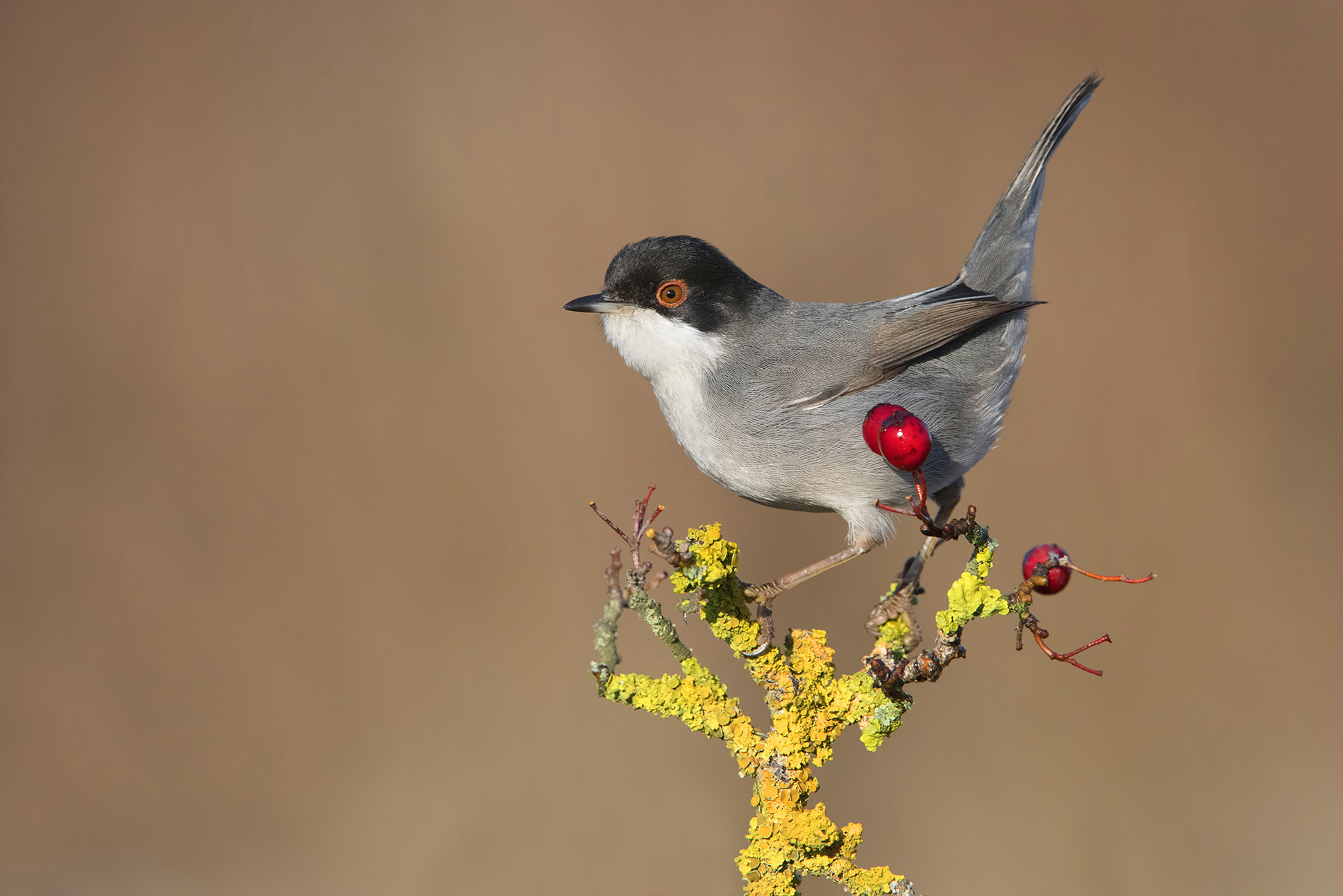 Nikon D810 sample photo. Sardinian warbler- occhiocotto photography