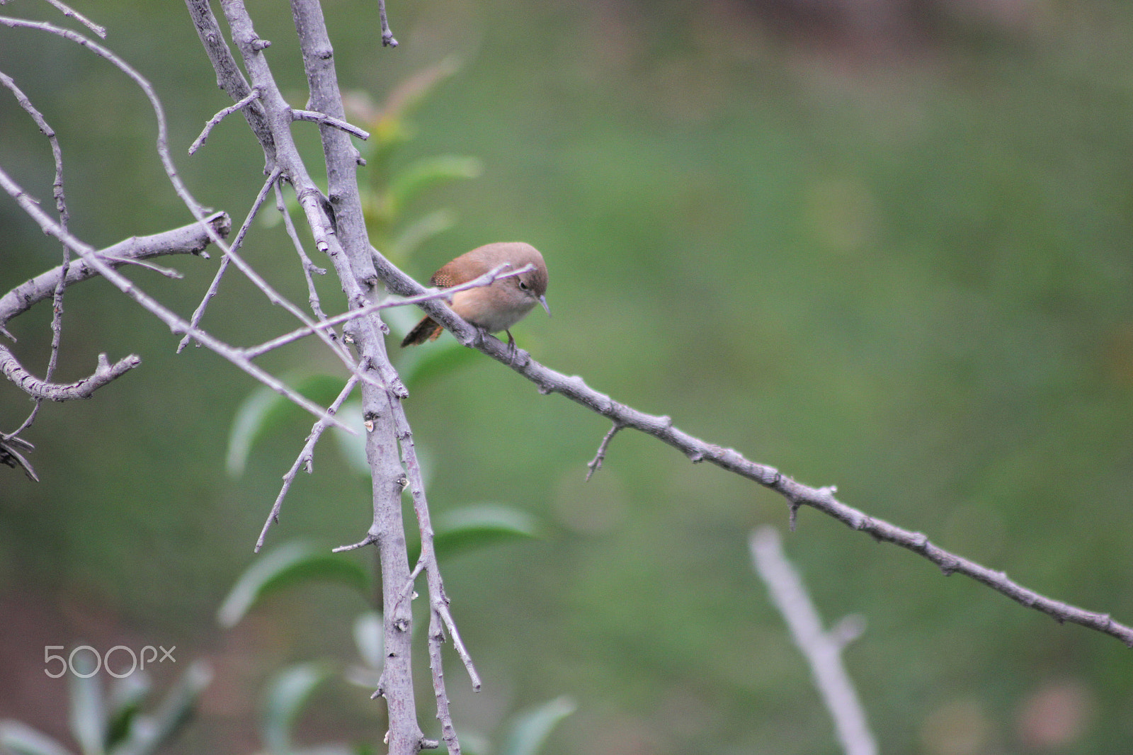 Canon EOS 550D (EOS Rebel T2i / EOS Kiss X4) sample photo. Little bird photography