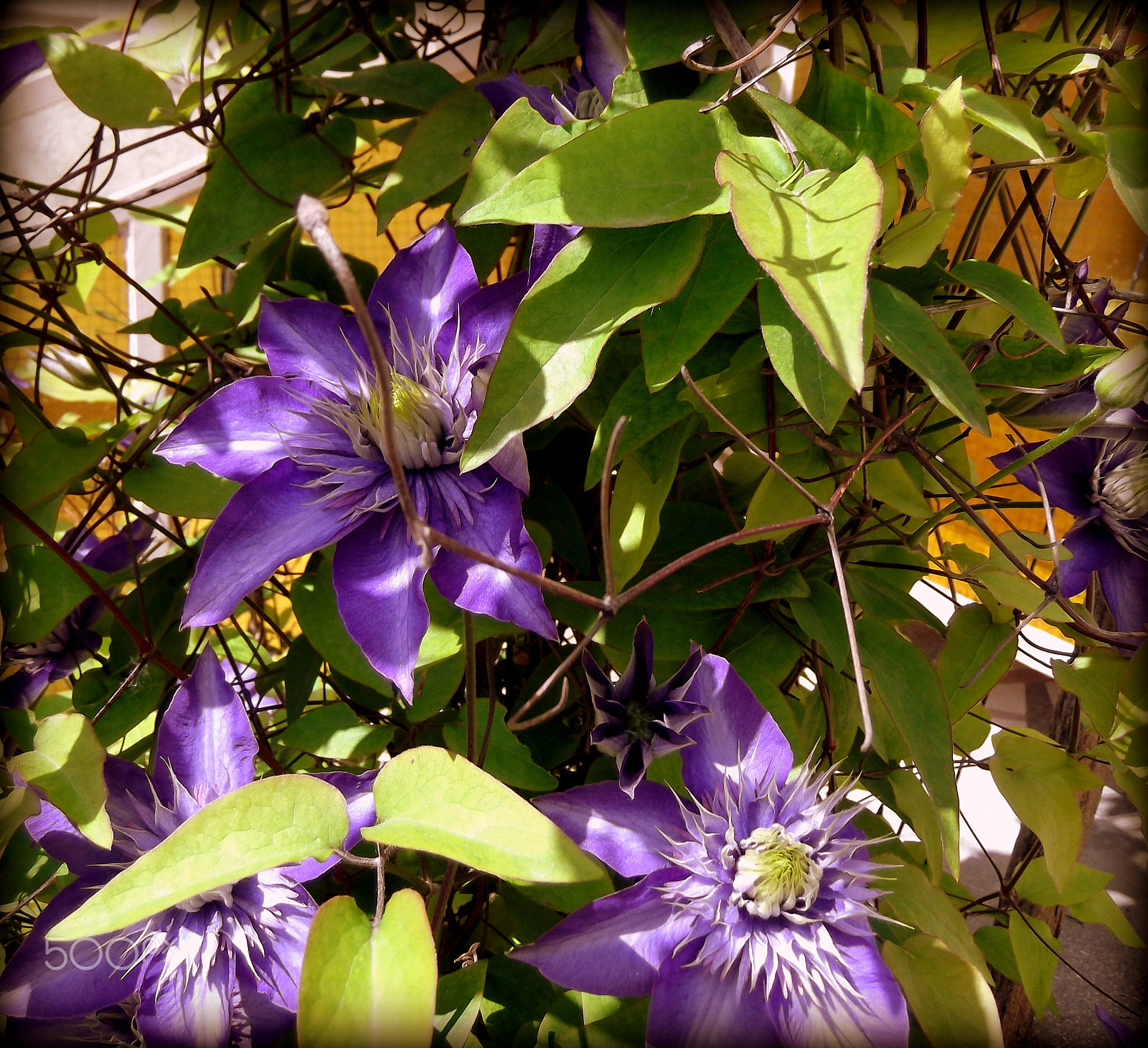 Fujifilm FinePix T310 sample photo. Purple climbing plants photography