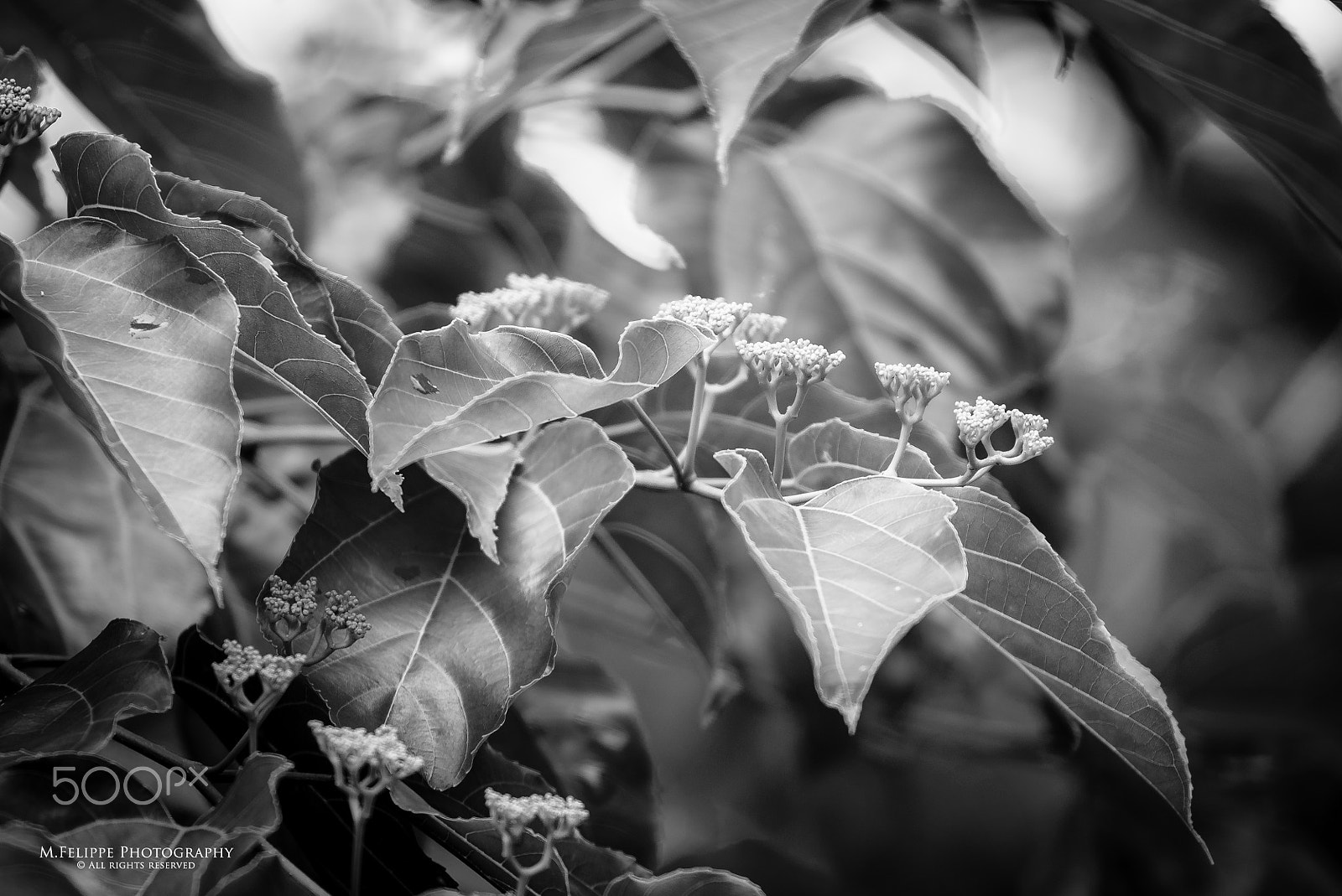 Sony a7S II + Sony DT 50mm F1.8 SAM sample photo. Leaf and flowers photography