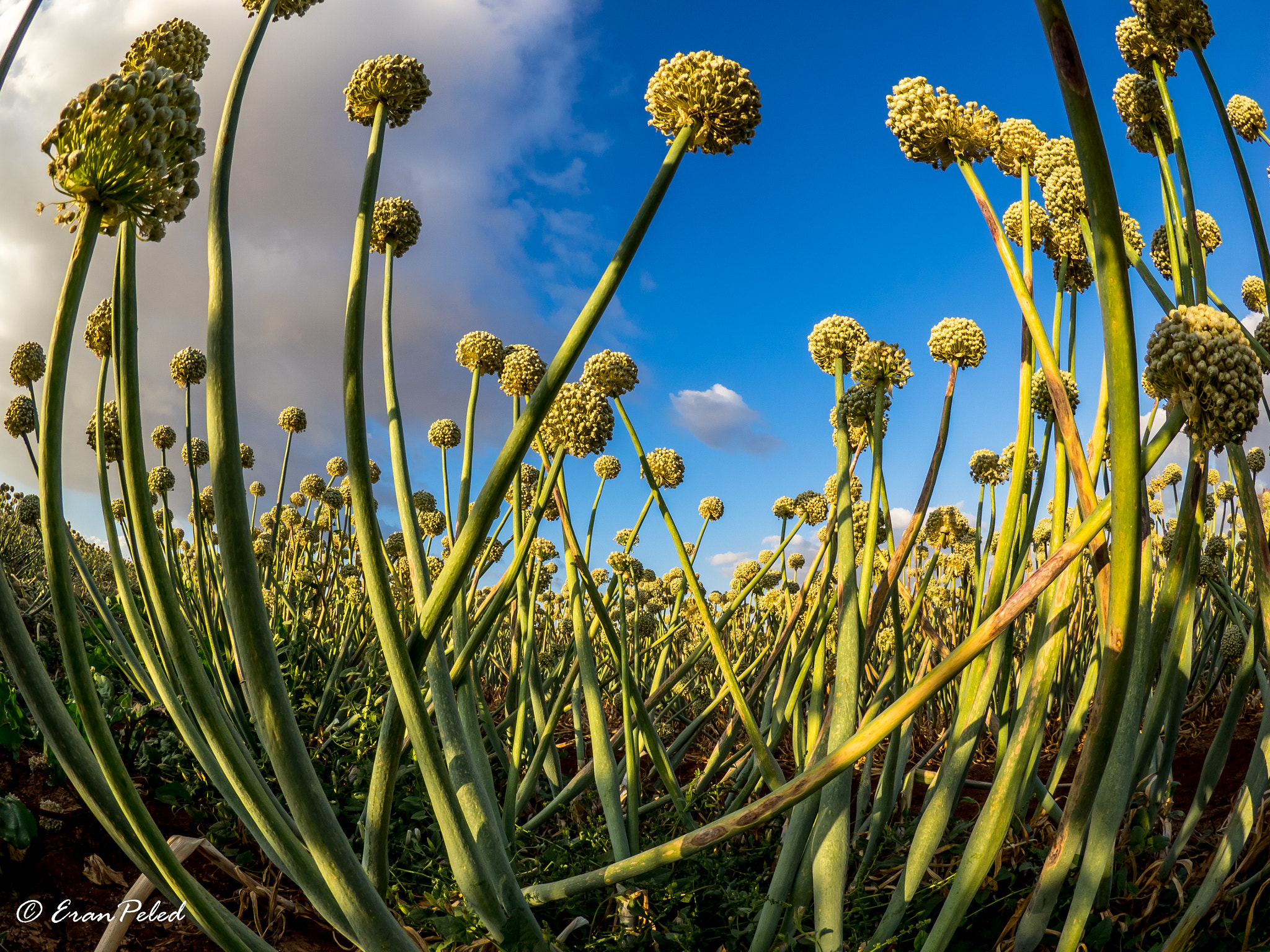 Olympus OM-D E-M1 + LUMIX G FISHEYE 8/F3.5 sample photo. Onion field photography