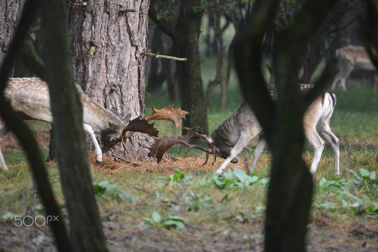 Sigma 150-500mm F5-6.3 DG OS HSM sample photo. Fighting fallow deer photography