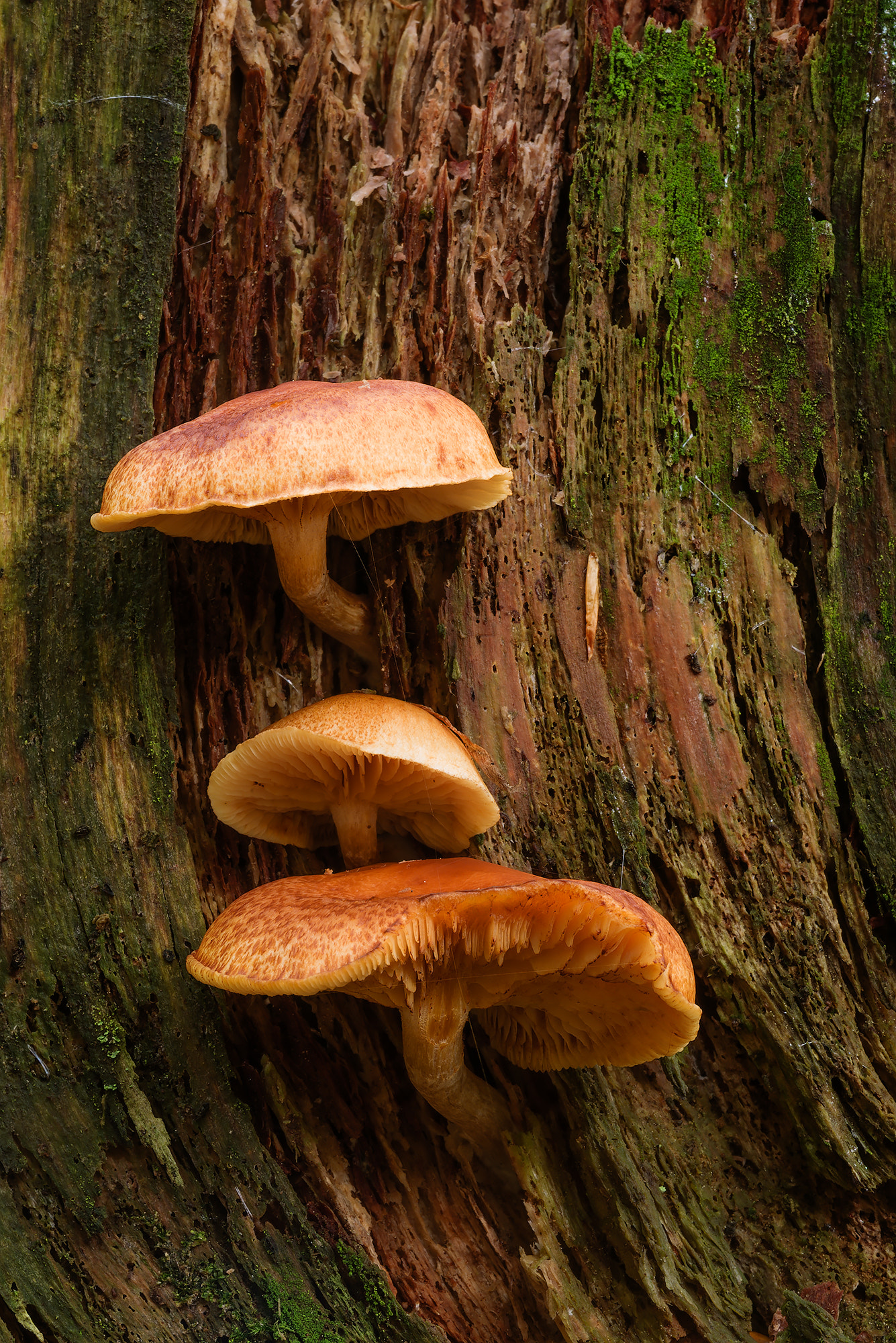 Sigma 150mm F2.8 EX DG Macro HSM sample photo. Funghi photography