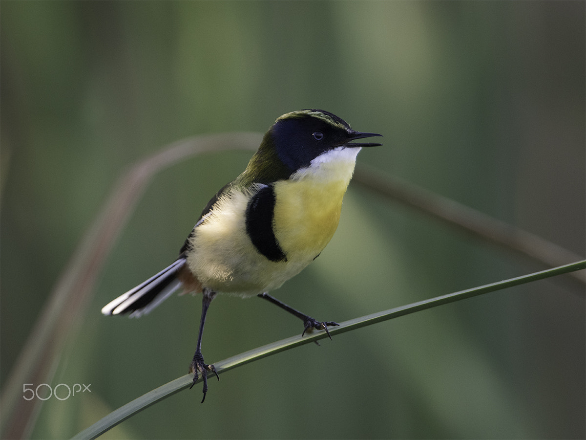 Nikon D810 + Nikon AF-S Nikkor 600mm F4G ED VR sample photo. Tachuris rubrigastra photography