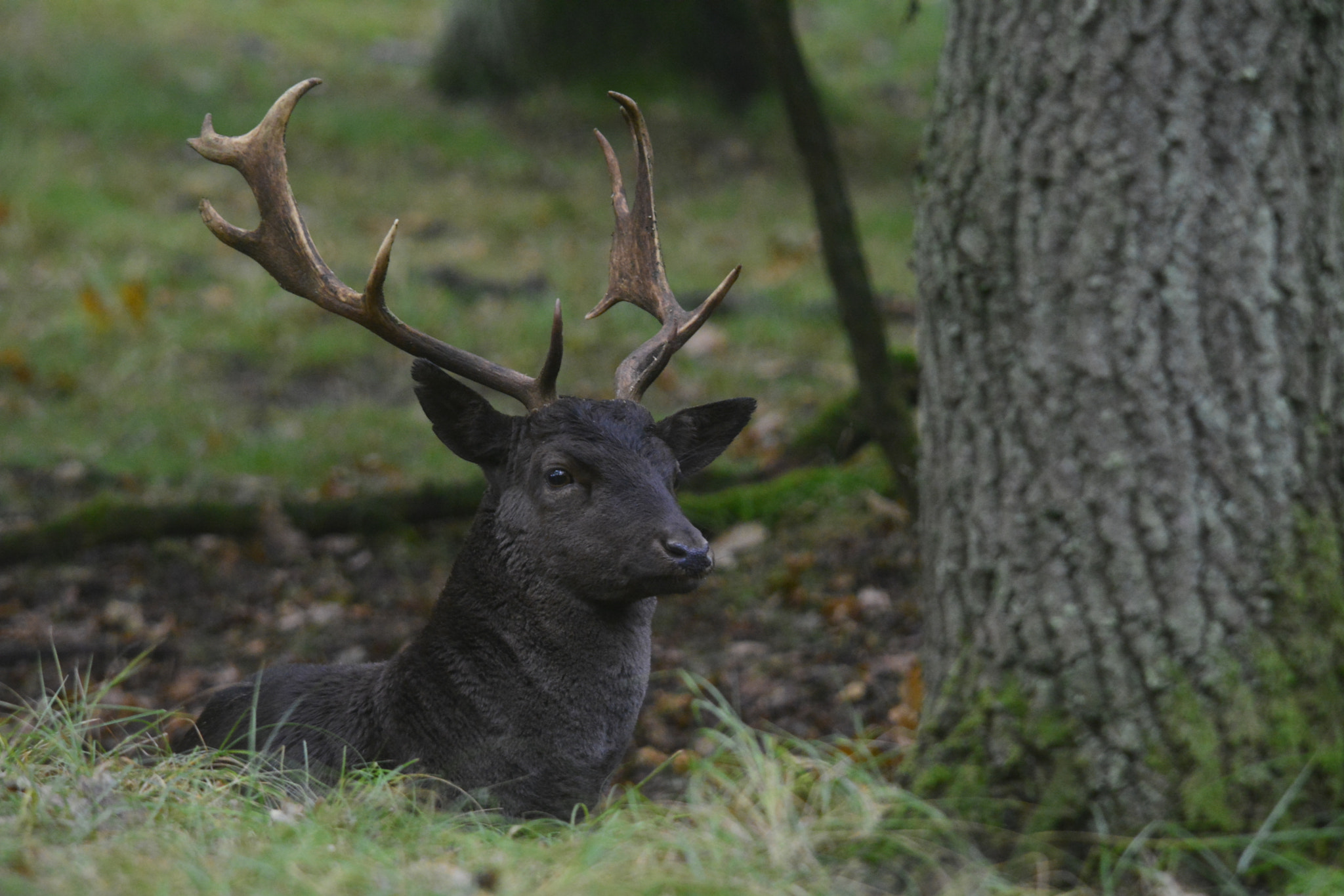 Sigma 150-500mm F5-6.3 DG OS HSM sample photo. Black fallow deer photography