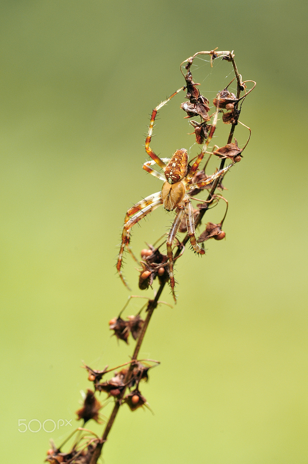 Sigma 150mm F2.8 EX DG Macro HSM sample photo. Gartenkreuzspinne / garden spider photography