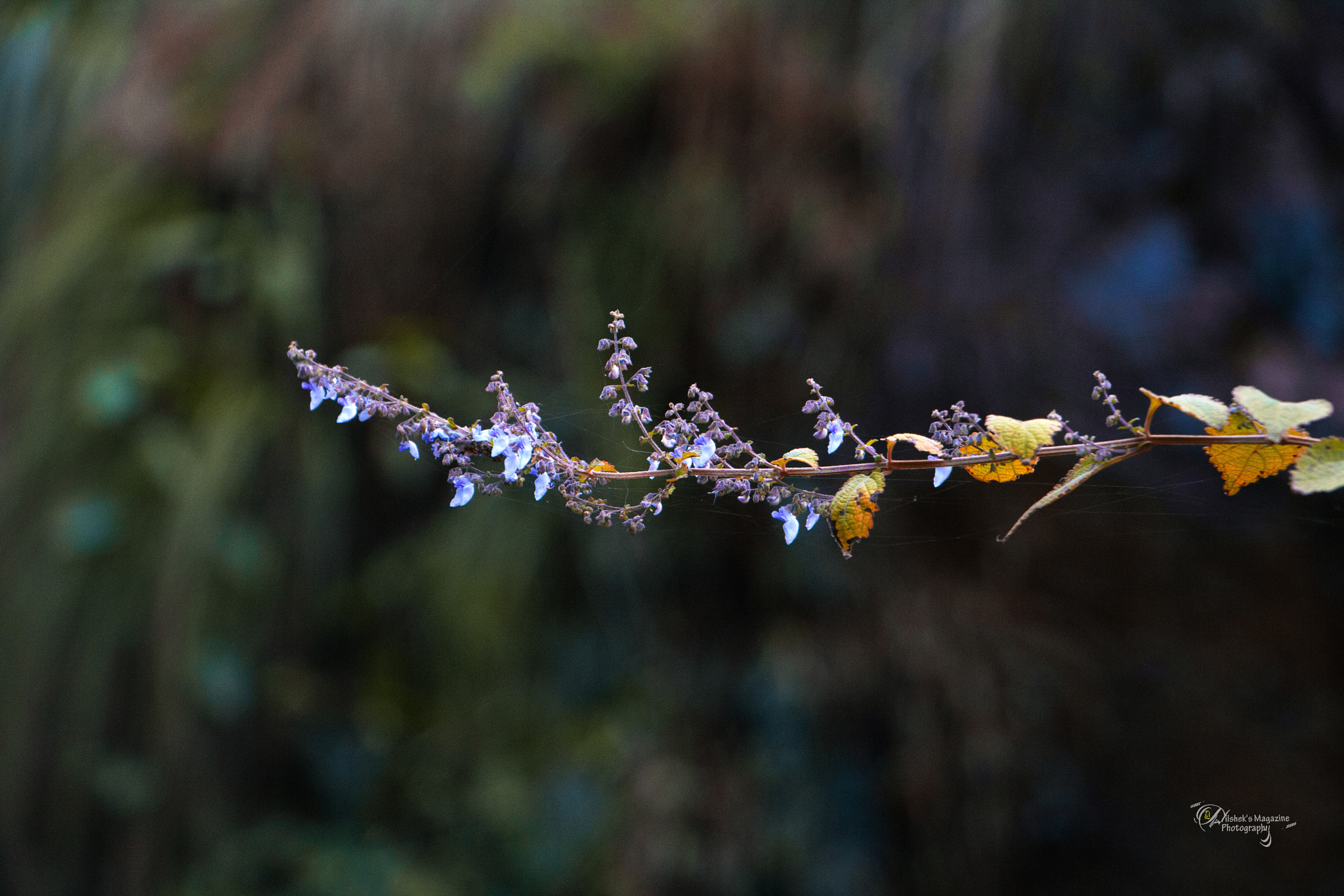 Canon EOS 1000D (EOS Digital Rebel XS / EOS Kiss F) sample photo. Vibrant flower photography