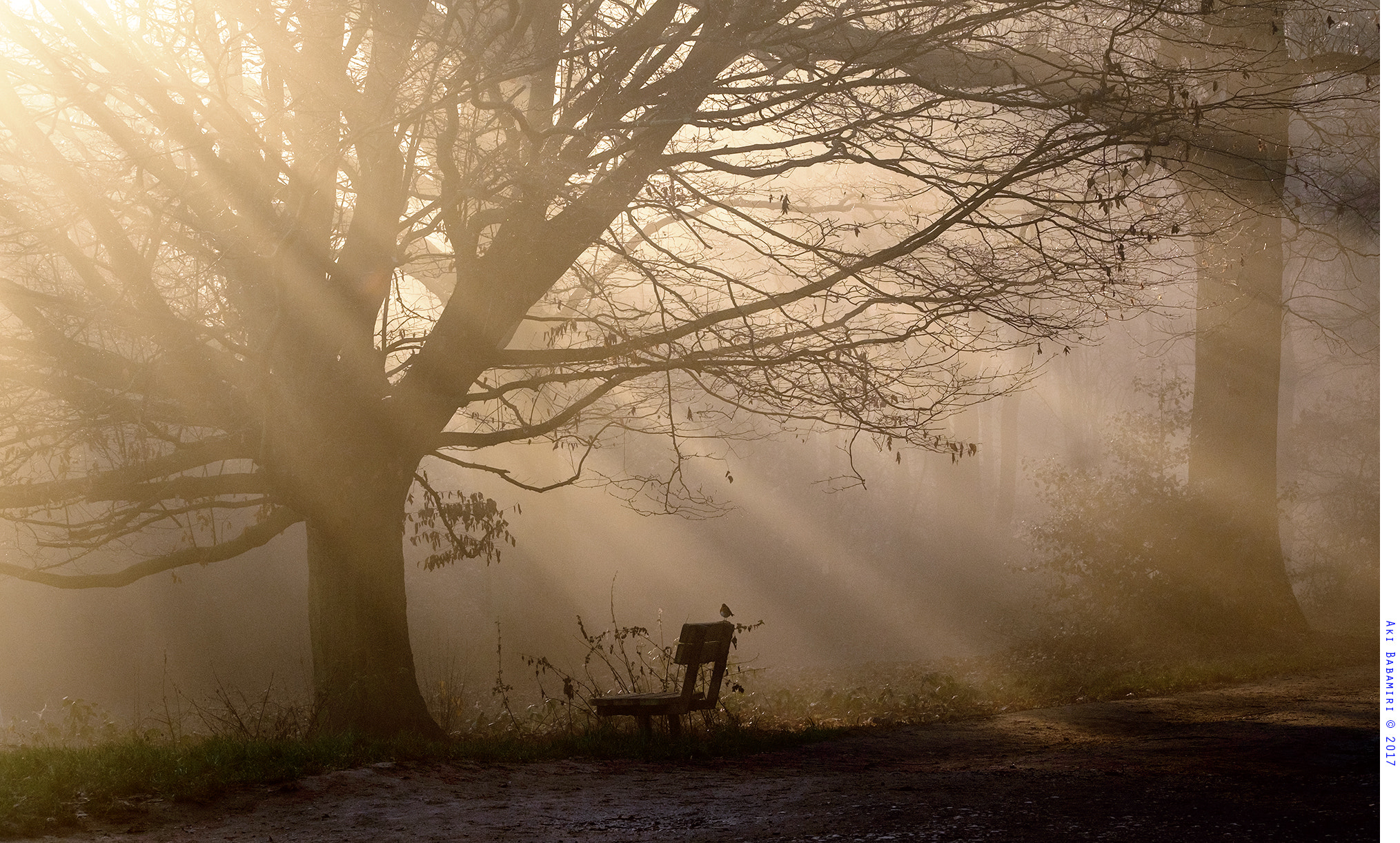 Fujifilm XF 100-400mm F4.5-5.6 R LM OIS WR sample photo. The sunrays of a misty day photography