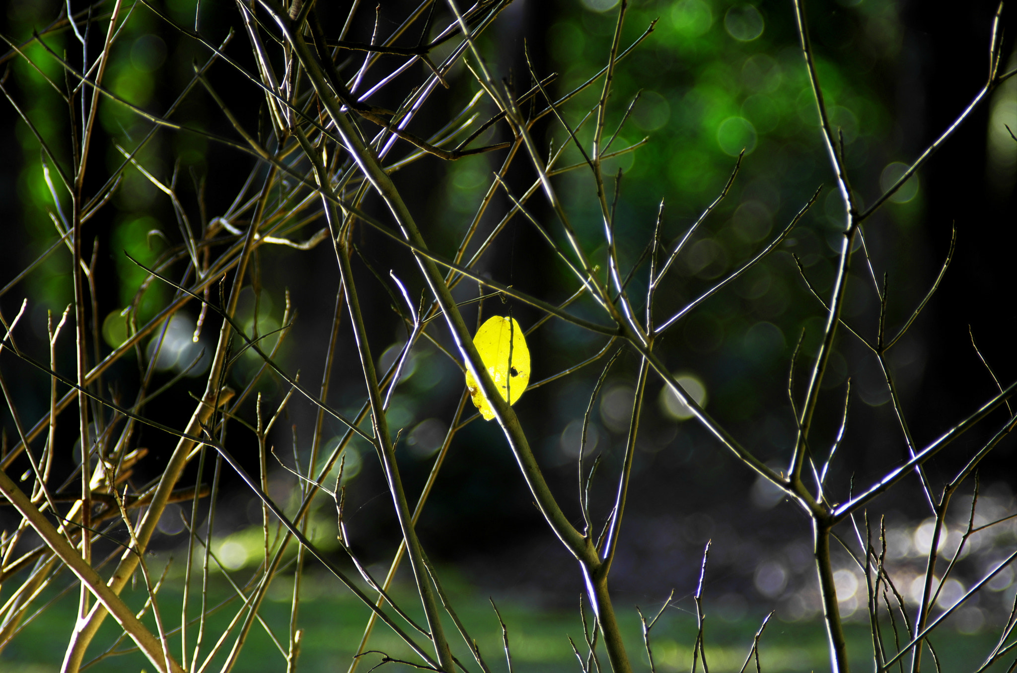A Series Lens sample photo. Dead leaｆ photography