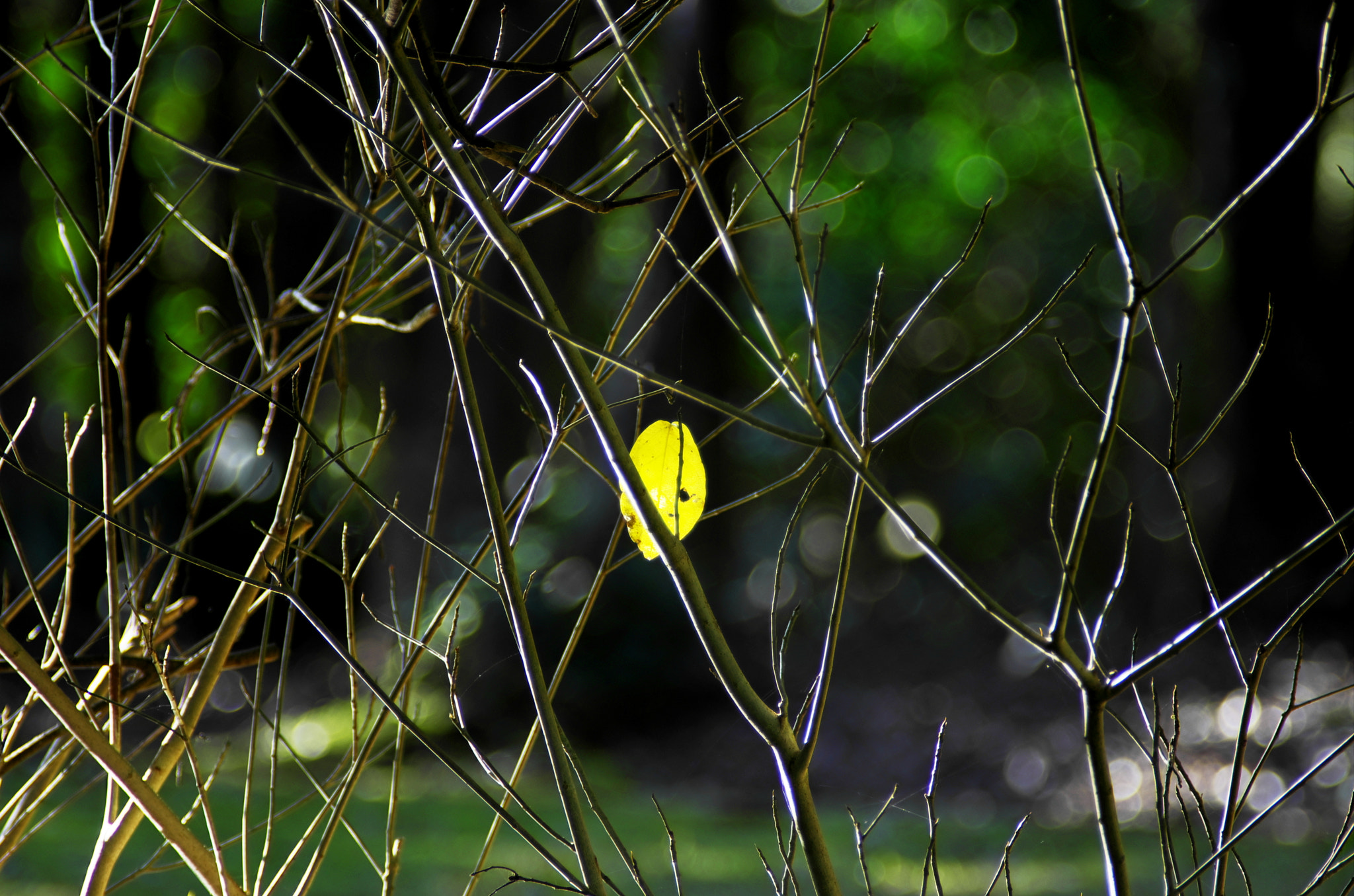 Pentax K-5 sample photo. Dead leaｆ photography