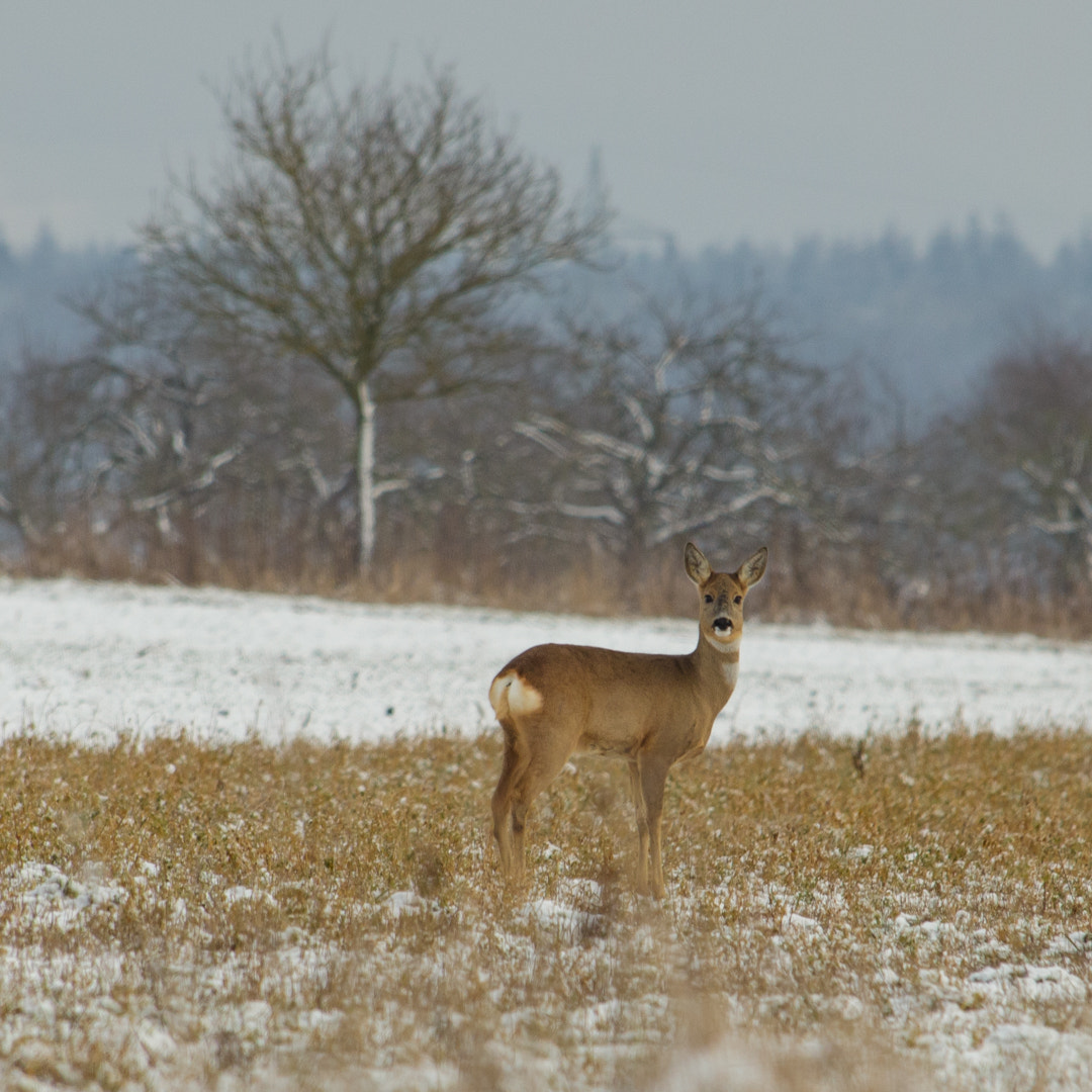 Canon EOS 6D sample photo.  oh deer!  photography