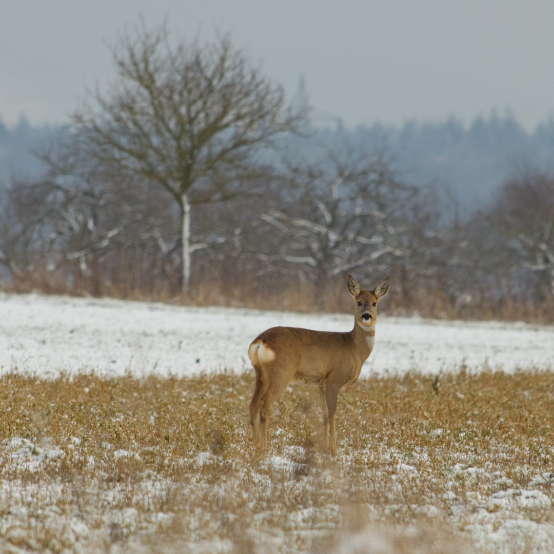 Canon EF 35-350mm F3.5-5.6L USM sample photo.  oh deer!  photography