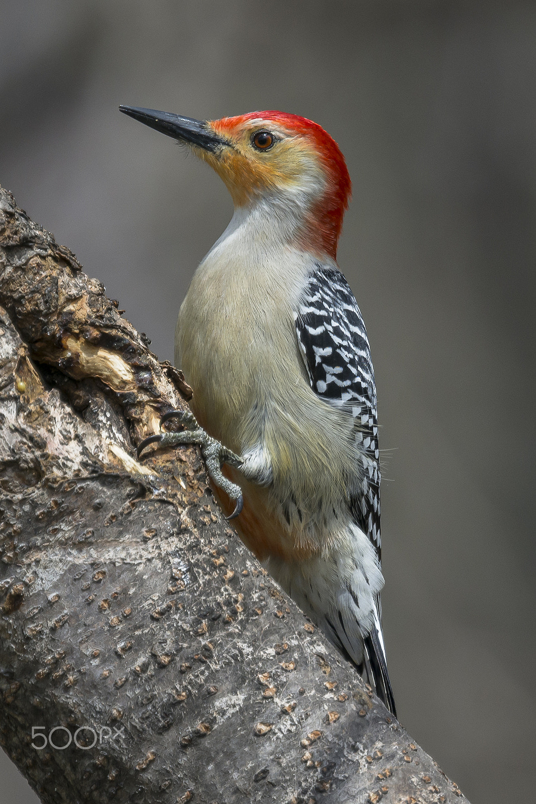 Nikon Nikkor AF-S 300mm F4E PF ED VR sample photo. Rouquin photography