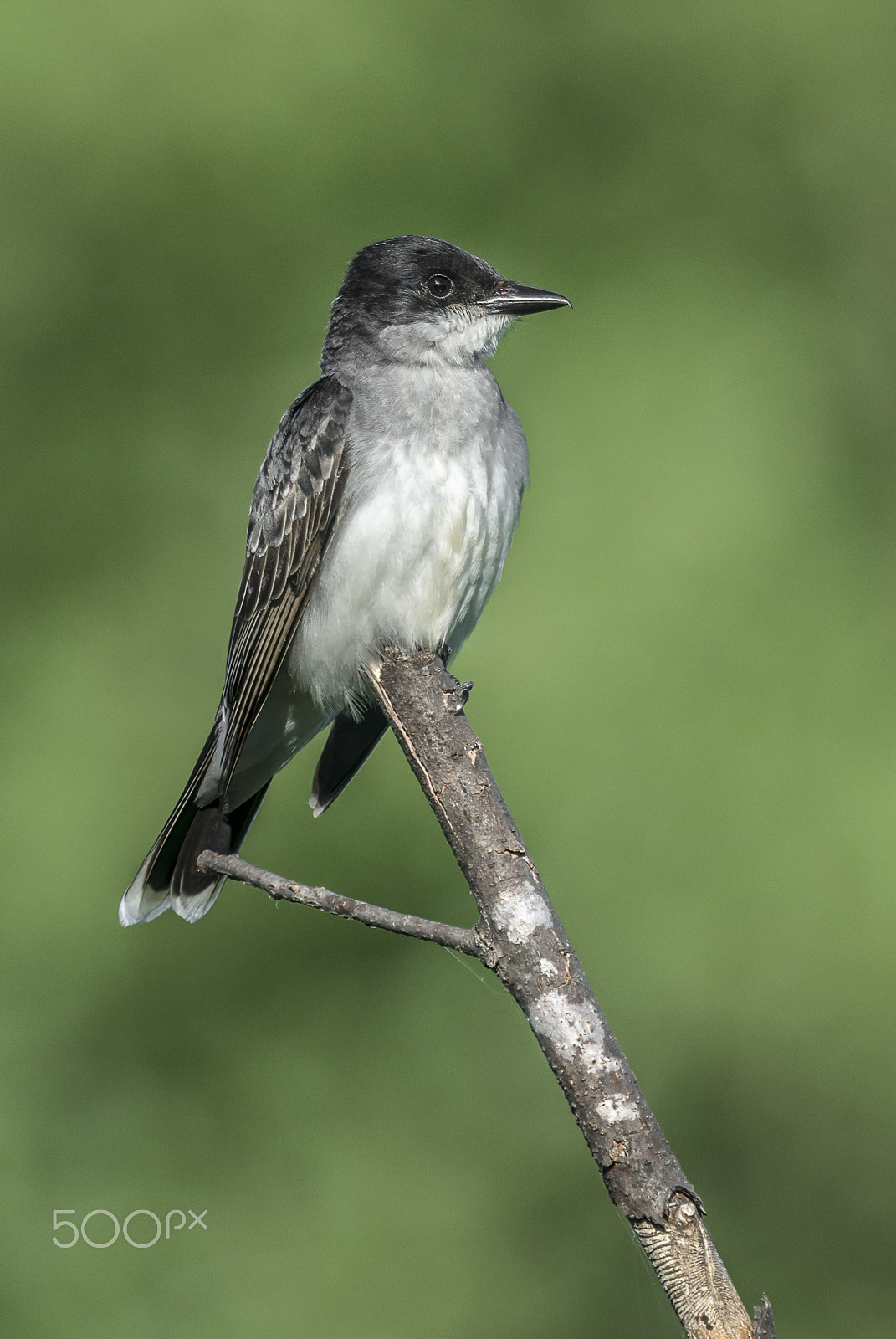 Nikon Nikkor AF-S 300mm F4E PF ED VR sample photo. Dsc photography