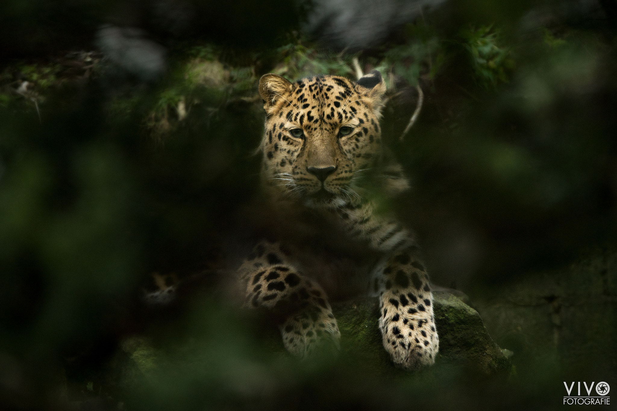 Sony a99 II sample photo. Amur leopard photography