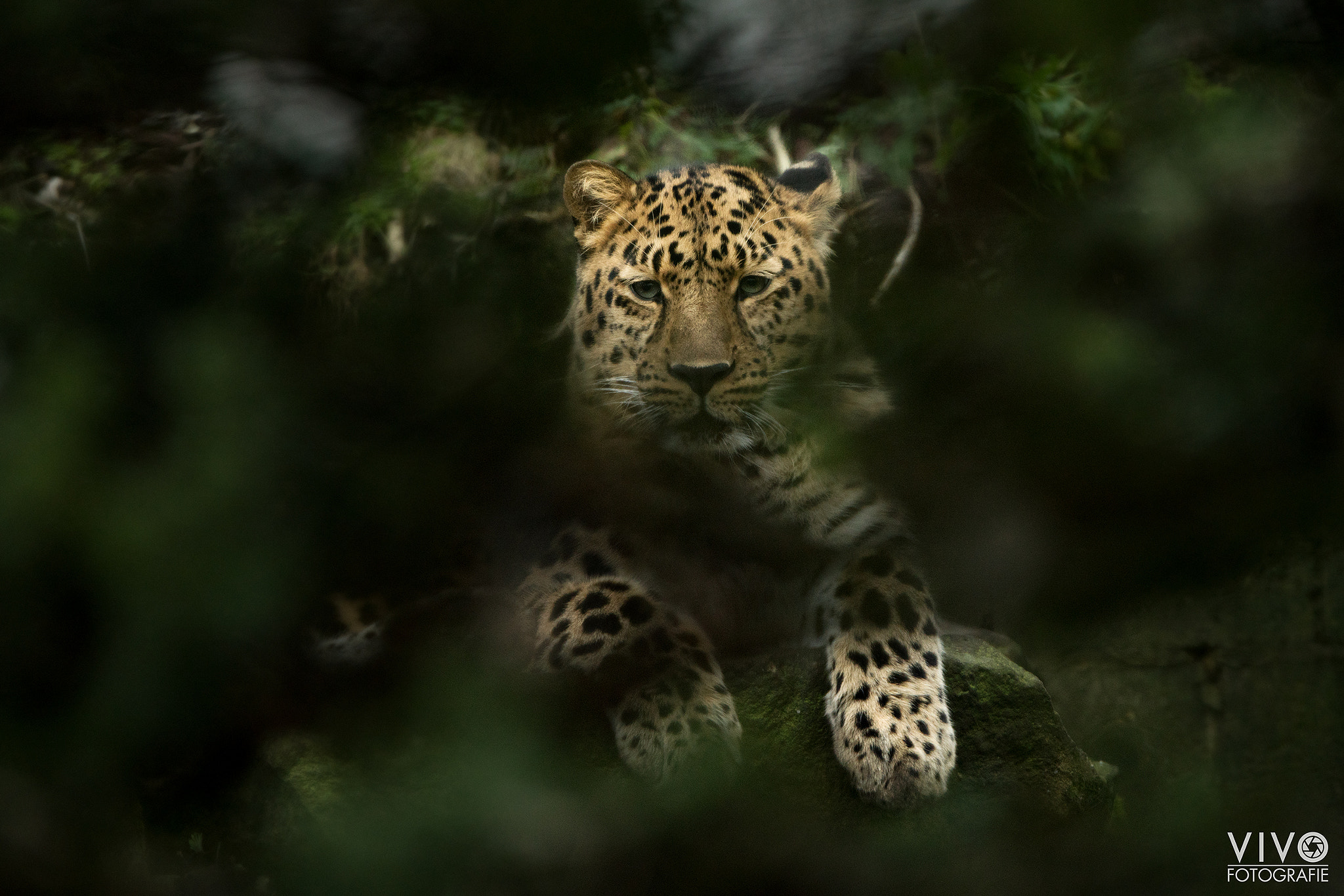 Sony a99 II + Sony 70-400mm F4-5.6 G SSM sample photo. Amur leopard photography