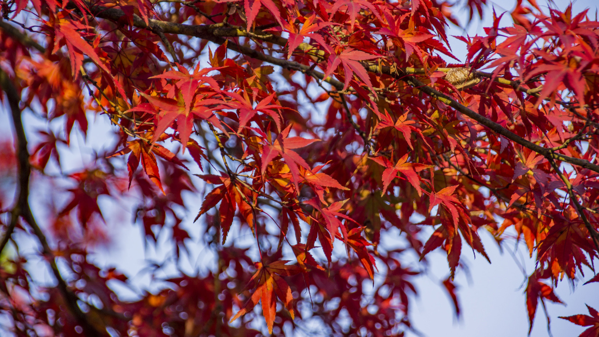 Sony SLT-A55 (SLT-A55V) + Tamron AF 18-200mm F3.5-6.3 XR Di II LD Aspherical (IF) Macro sample photo. Momiji photography