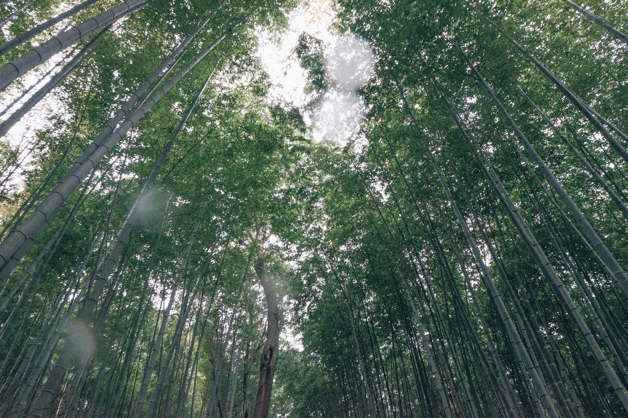 Fujifilm XC 16-50mm F3.5-5.6 OIS sample photo. Kyoto photography
