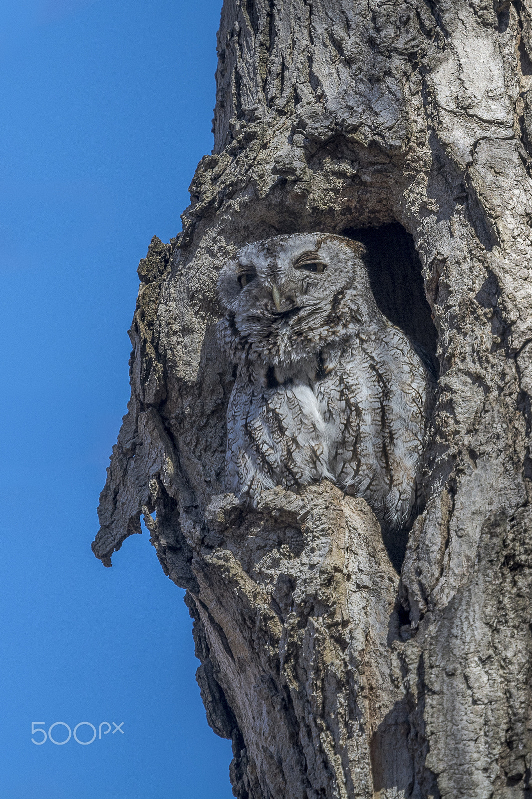 Nikon Nikkor AF-S 300mm F4E PF ED VR sample photo. Dsc photography