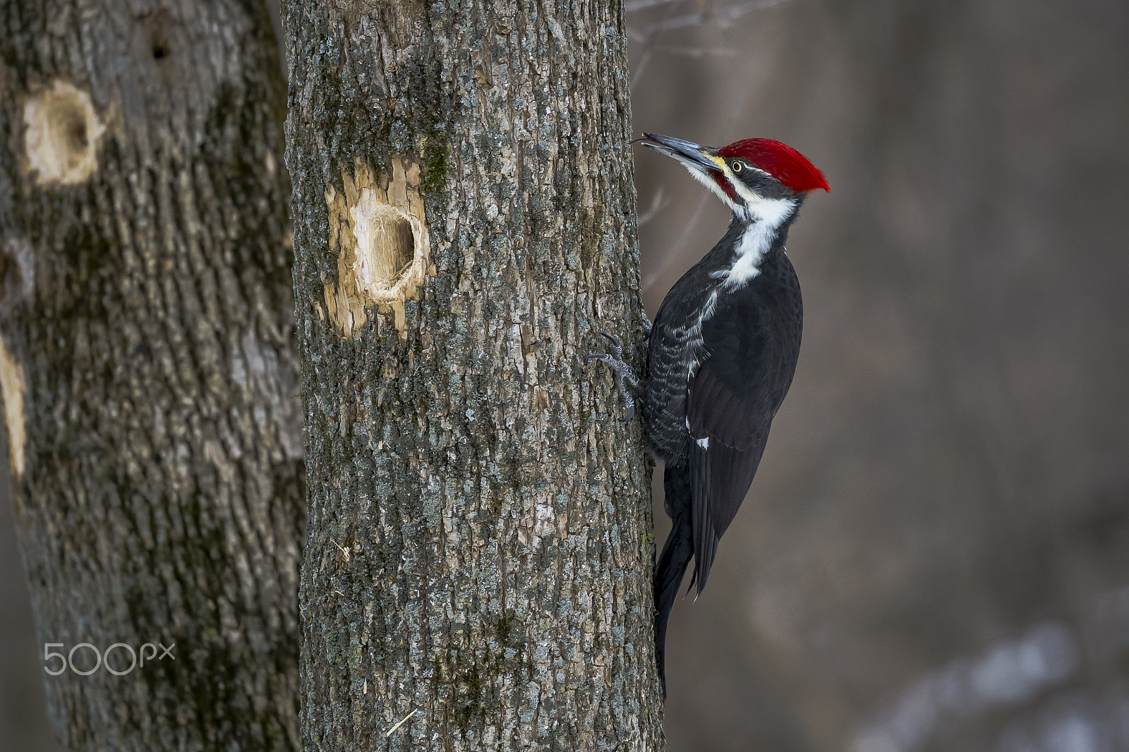 Nikon Nikkor AF-S 300mm F4E PF ED VR sample photo. Dsc photography