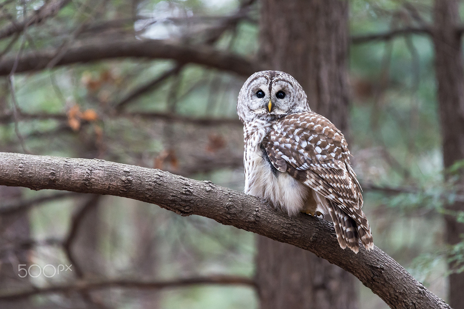Nikon Nikkor AF-S 300mm F4E PF ED VR sample photo. Chouchoune photography
