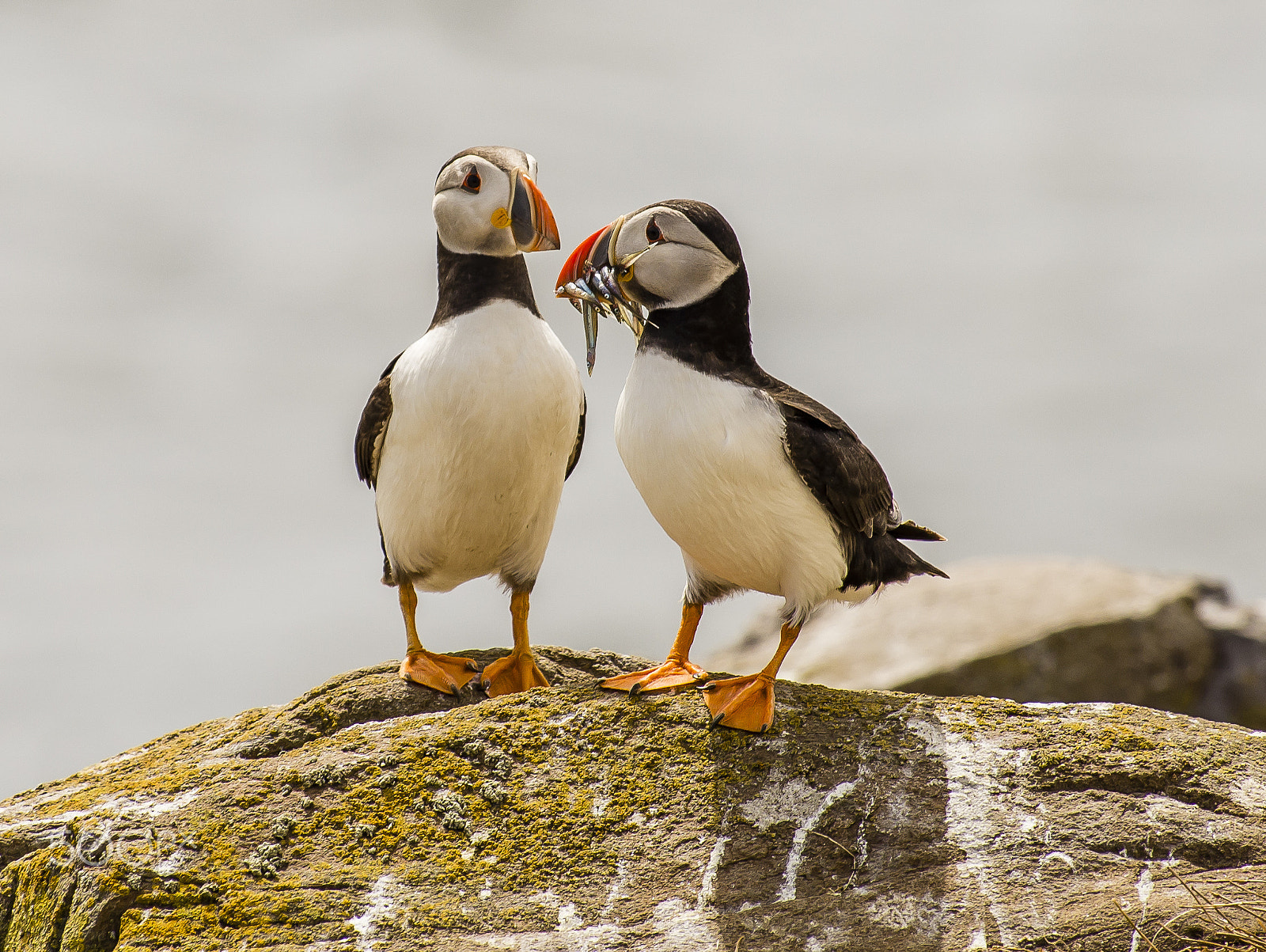 Nikon D600 sample photo. Puffin friends photography