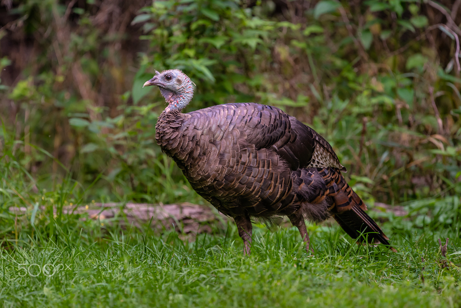 Nikon Nikkor AF-S 300mm F4E PF ED VR sample photo. La sauvage photography