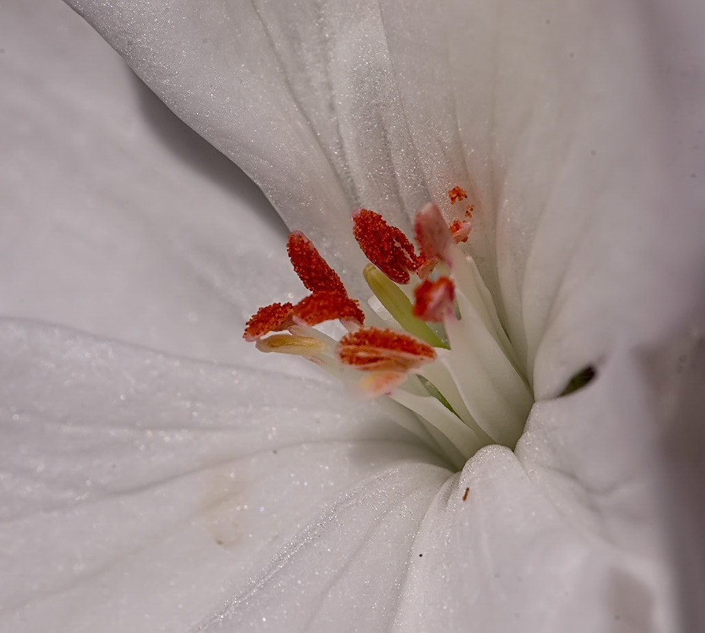 Sony Alpha NEX-6 + Sony E 55-210mm F4.5-6.3 OSS sample photo. - photography