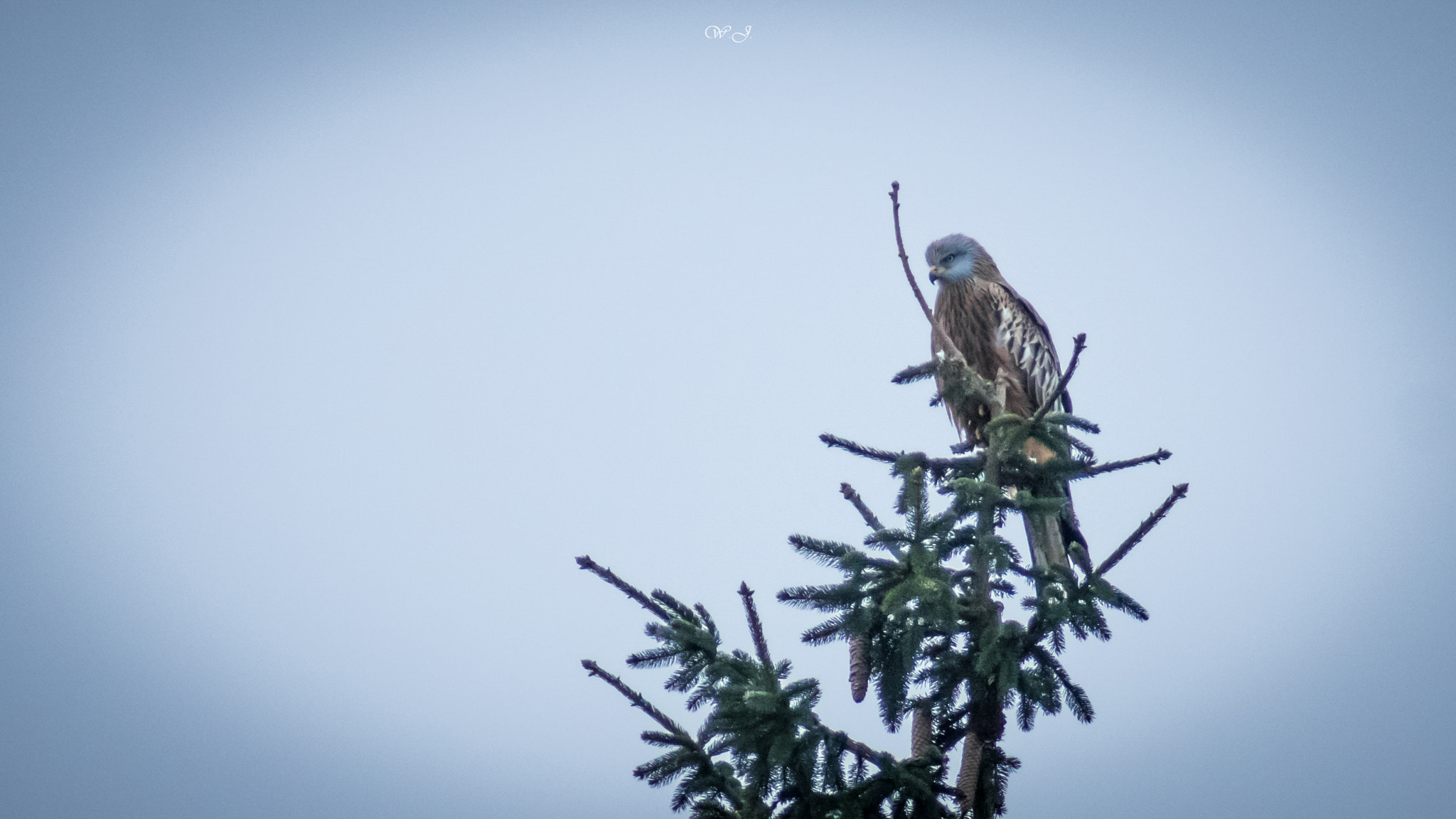 Sony 75-300mm F4.5-5.6 sample photo. Observation photography