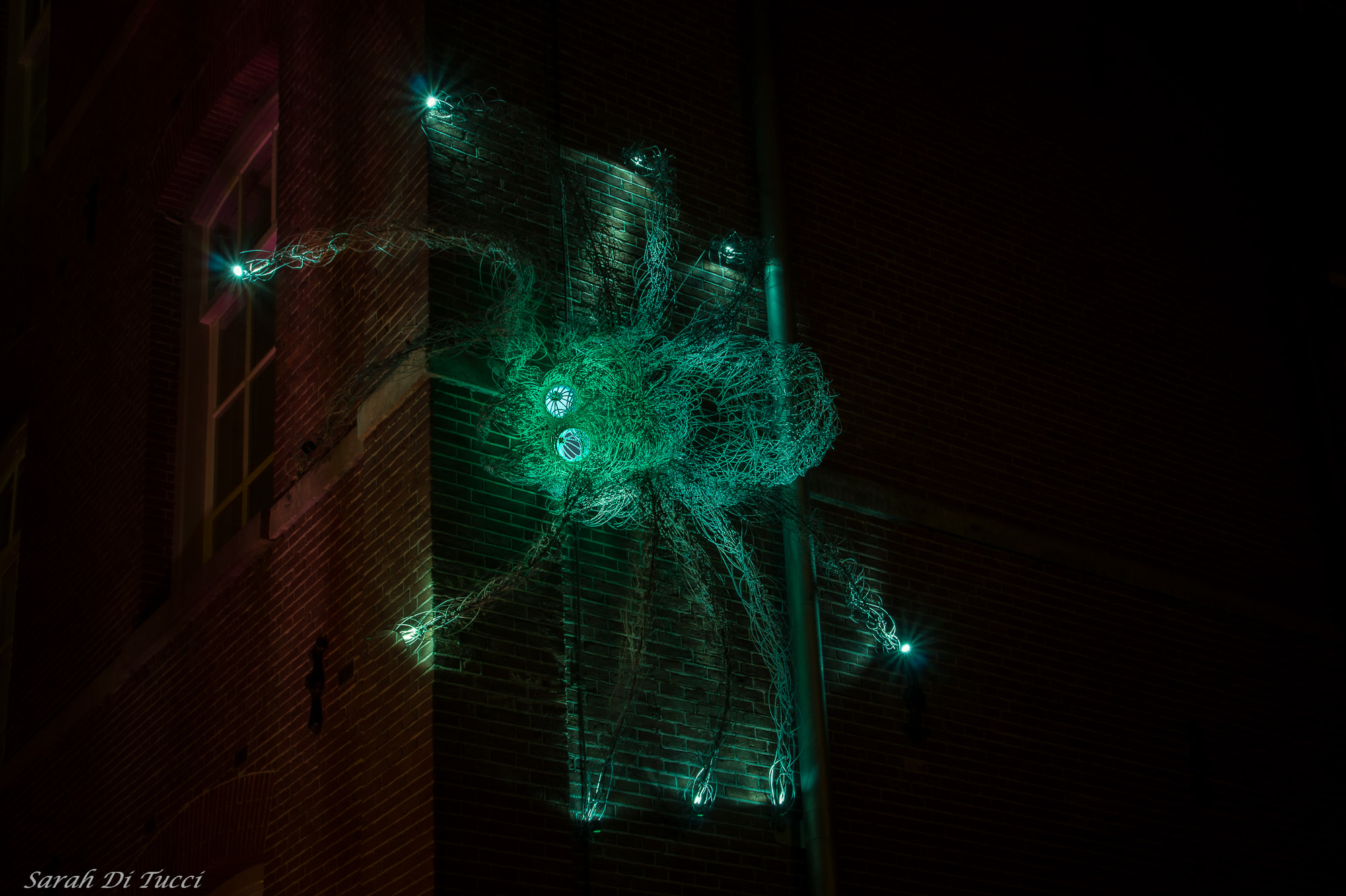 Sony DT 18-200mm F3.5-6.3 sample photo. Spider photography
