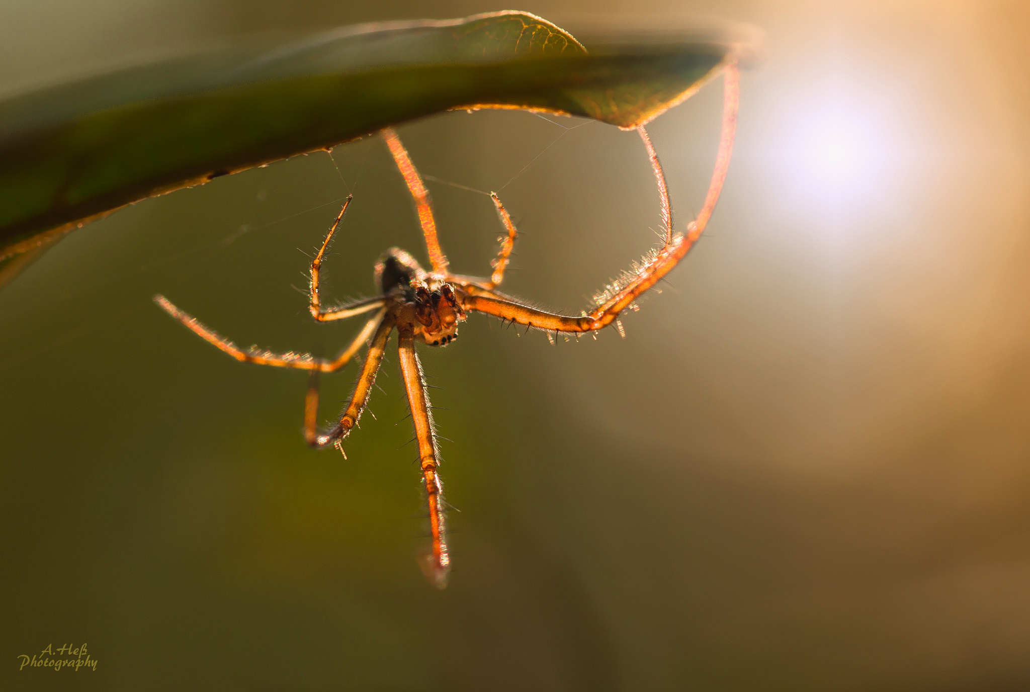 Sigma 105mm F2.8 EX DG OS HSM sample photo. Waiting for breakfast ... photography