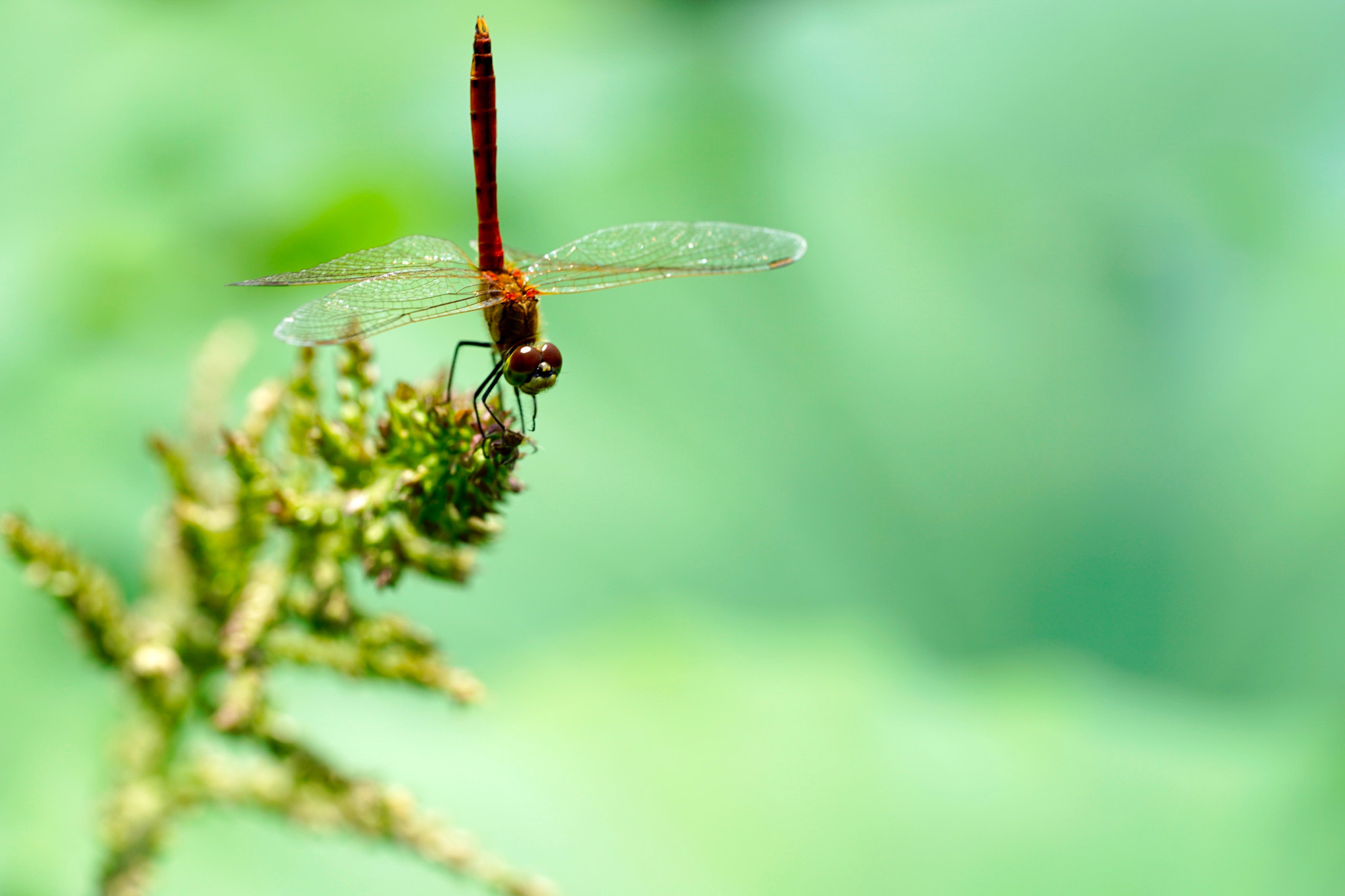 Sony a7 II + Sony FE 90mm F2.8 Macro G OSS sample photo. 婀娜 photography