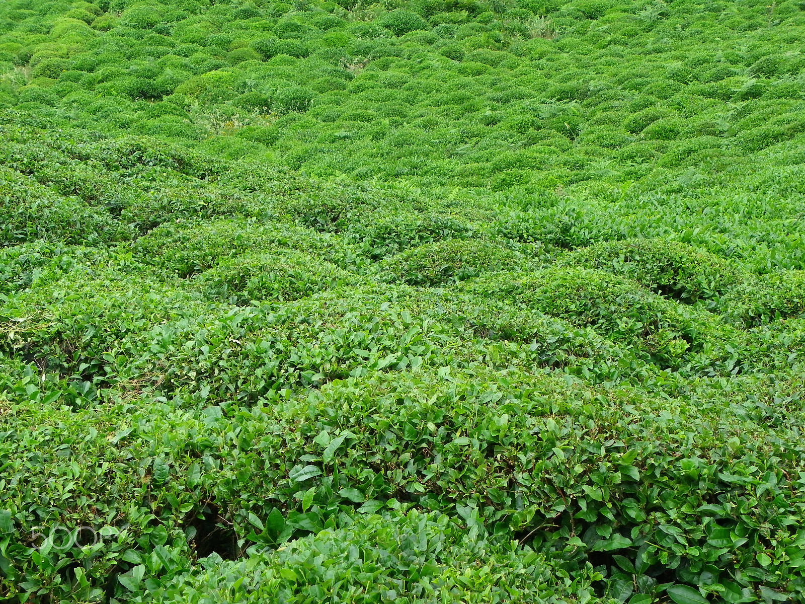 Pentax X90 sample photo. Tea photography
