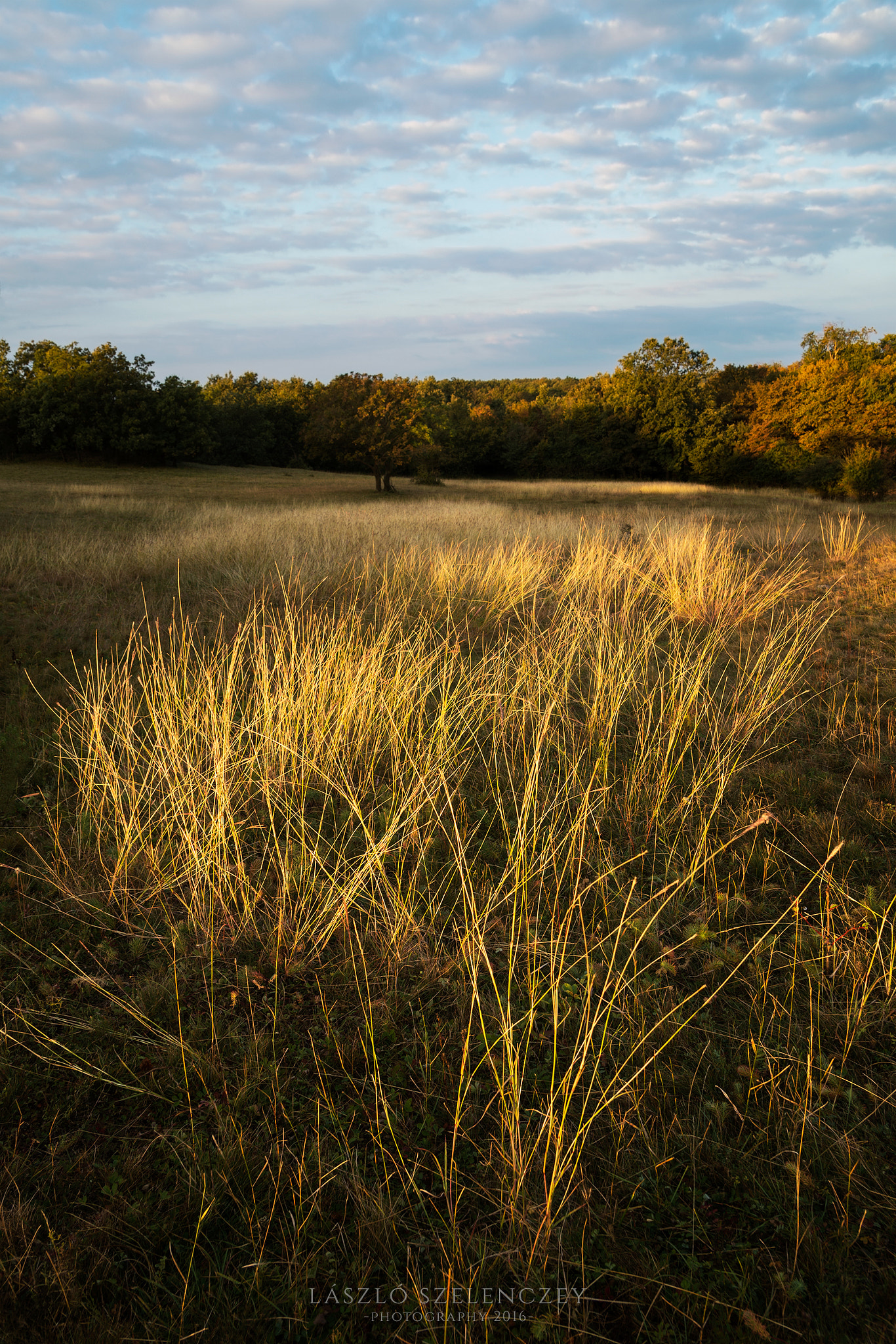 Sigma 17-50mm F2.8 EX DC HSM sample photo. Golden grass photography