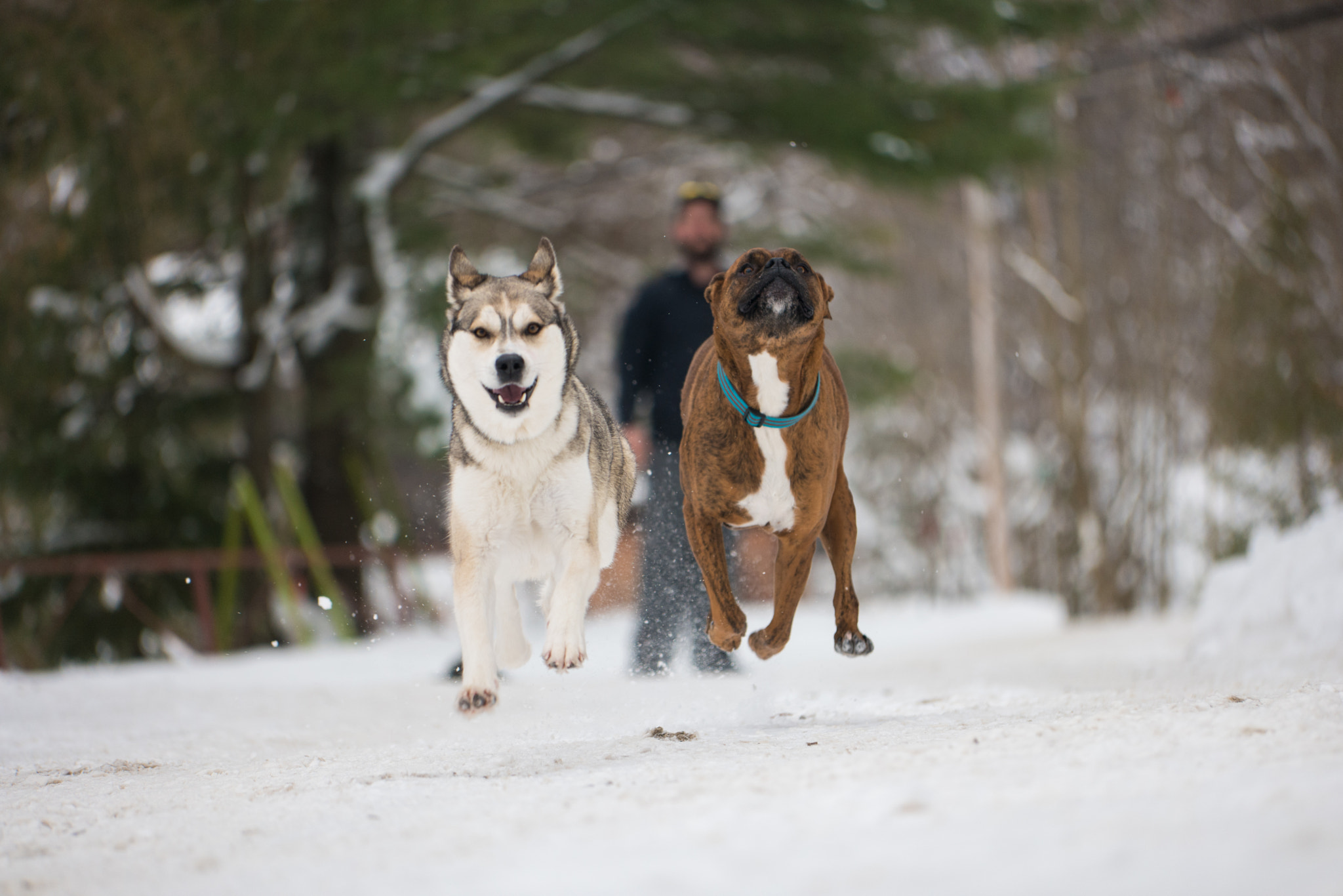 NX 50-150mm F2.8 S sample photo. Who let the dogs out? photography