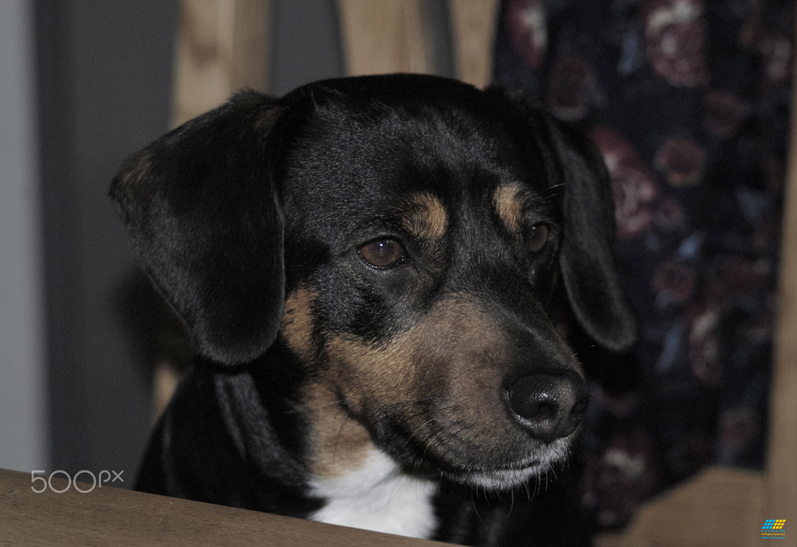 Sigma SD15 sample photo. Hund photography