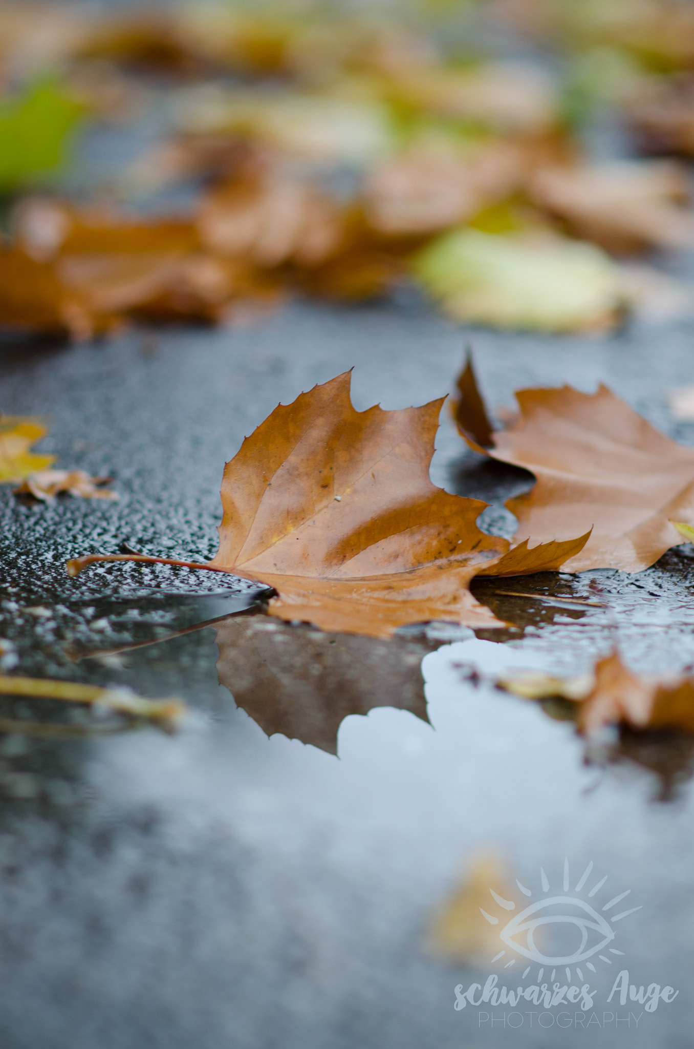 Nikon D5100 + Nikon AF-S Nikkor 85mm F1.8G sample photo. Fallen leaves - schwarzes auge photography