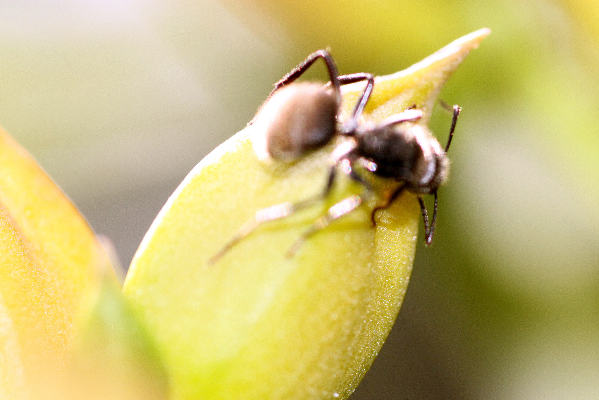 Canon EF 100mm F2.8 Macro USM sample photo. Img photography