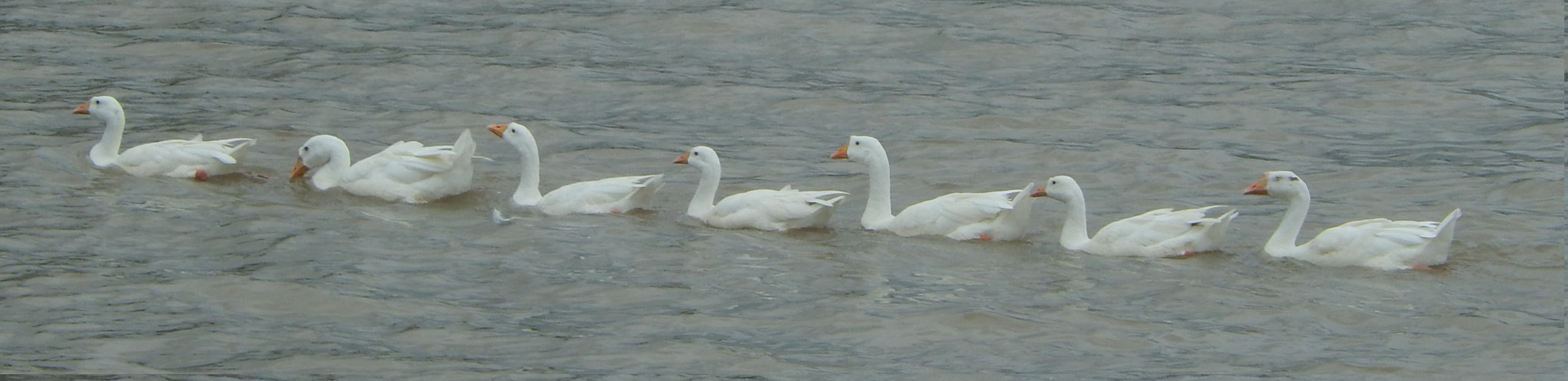 Nikon COOLPIX S9400 sample photo. Duck line in a lake photography