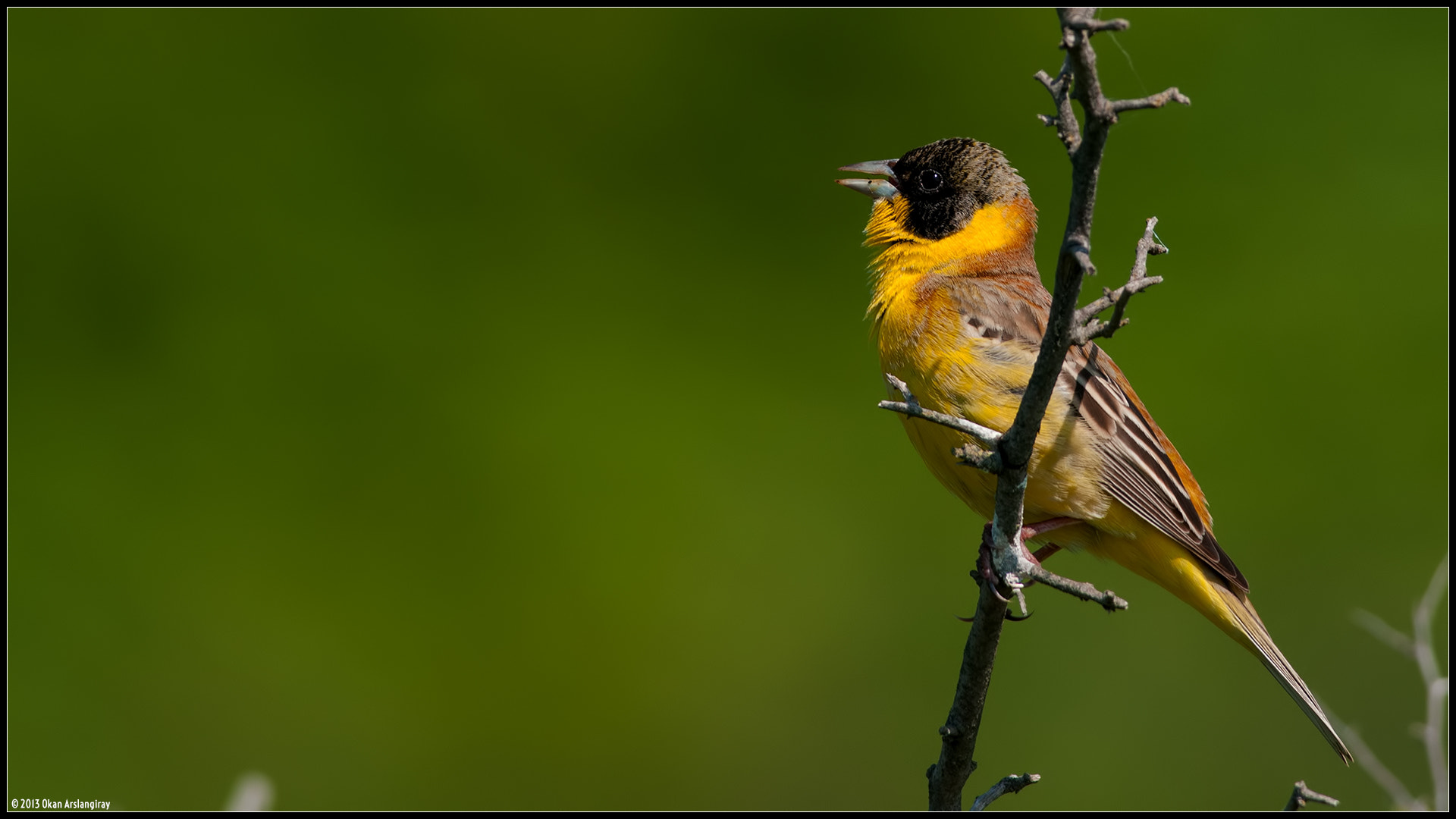 Nikon D300S sample photo. Black-headed bunting, emberiza melanocephala photography