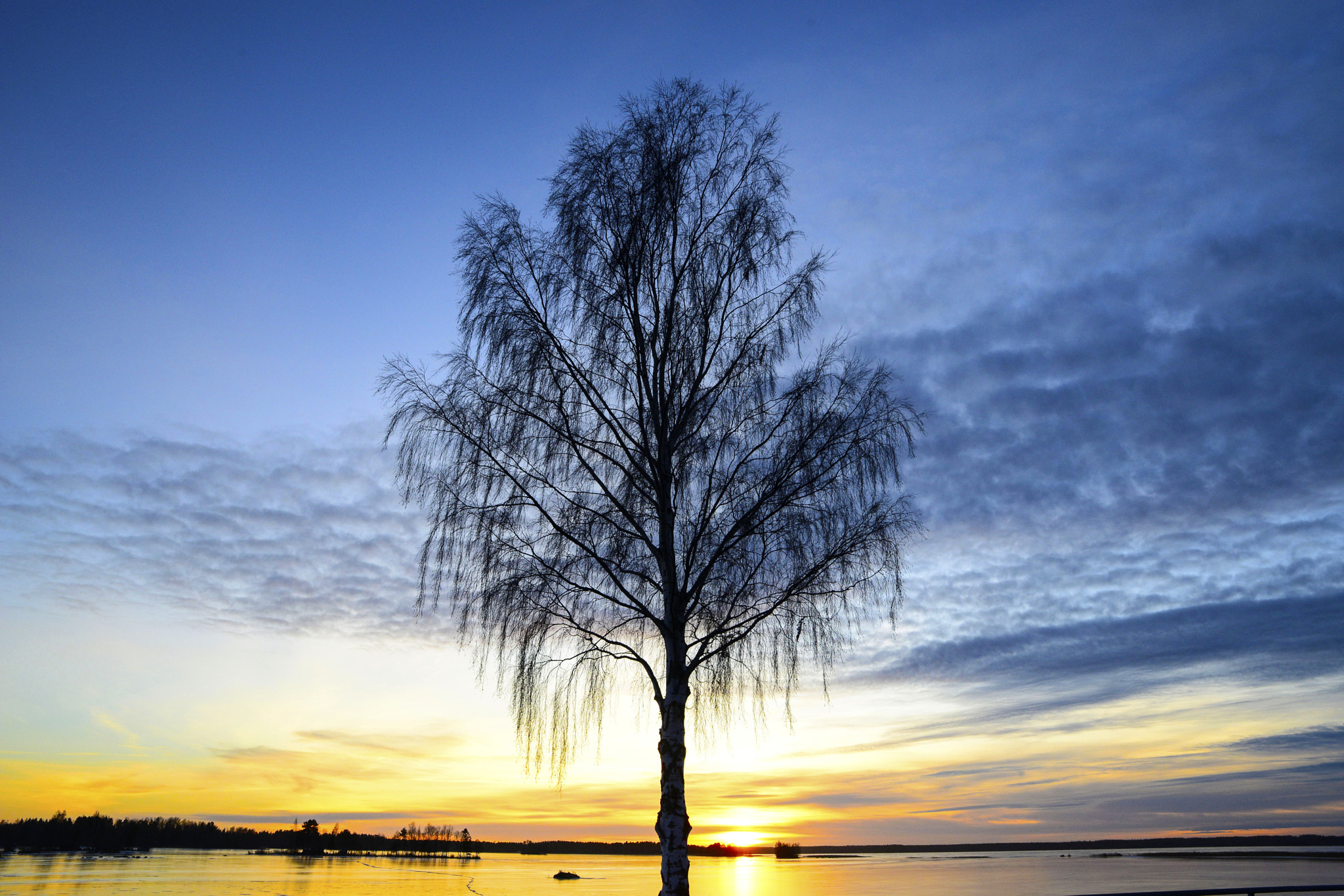 Tamron SP 24-70mm F2.8 Di VC USD sample photo. Lonely tree photography