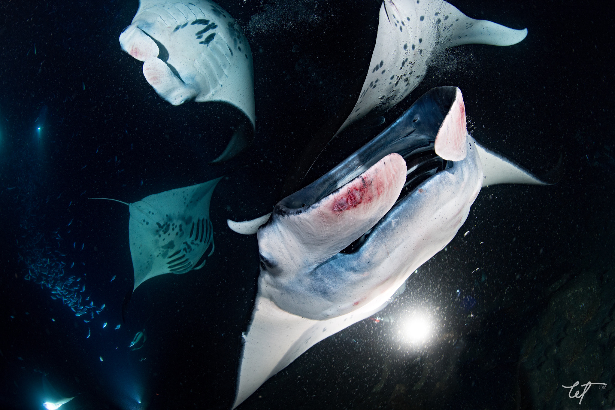 Nikon D5 + Nikon AF Fisheye-Nikkor 16mm F2.8D sample photo. Manta night1 photography