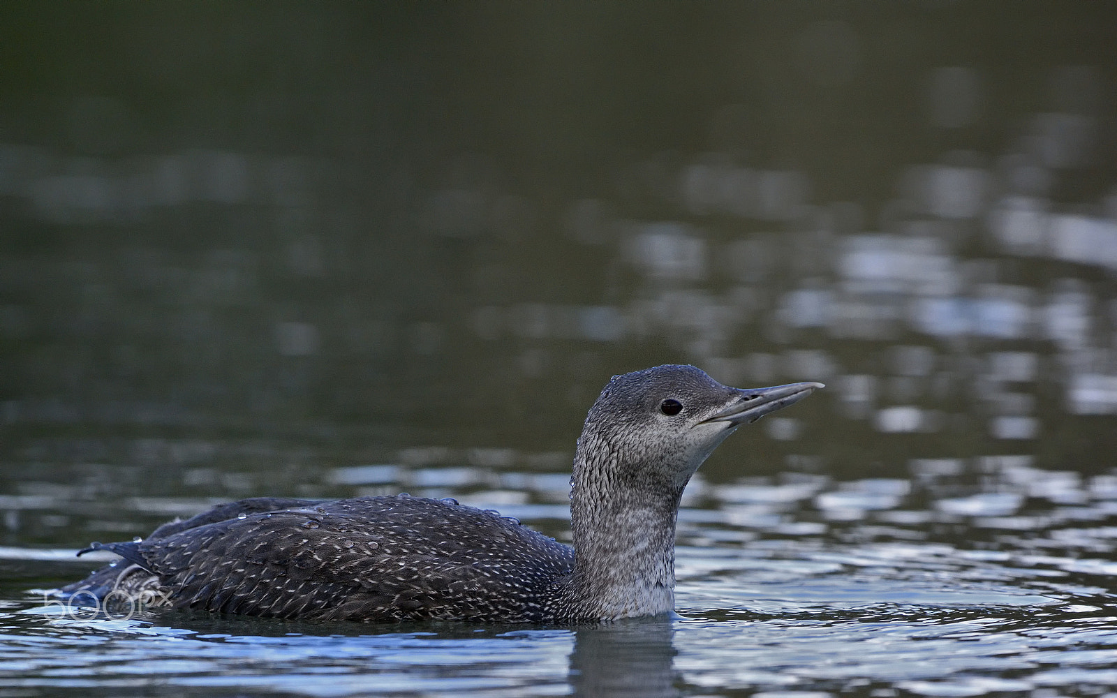 Nikon D7100 + Nikon AF-S Nikkor 500mm F4G ED VR sample photo. Red-throated loon photography