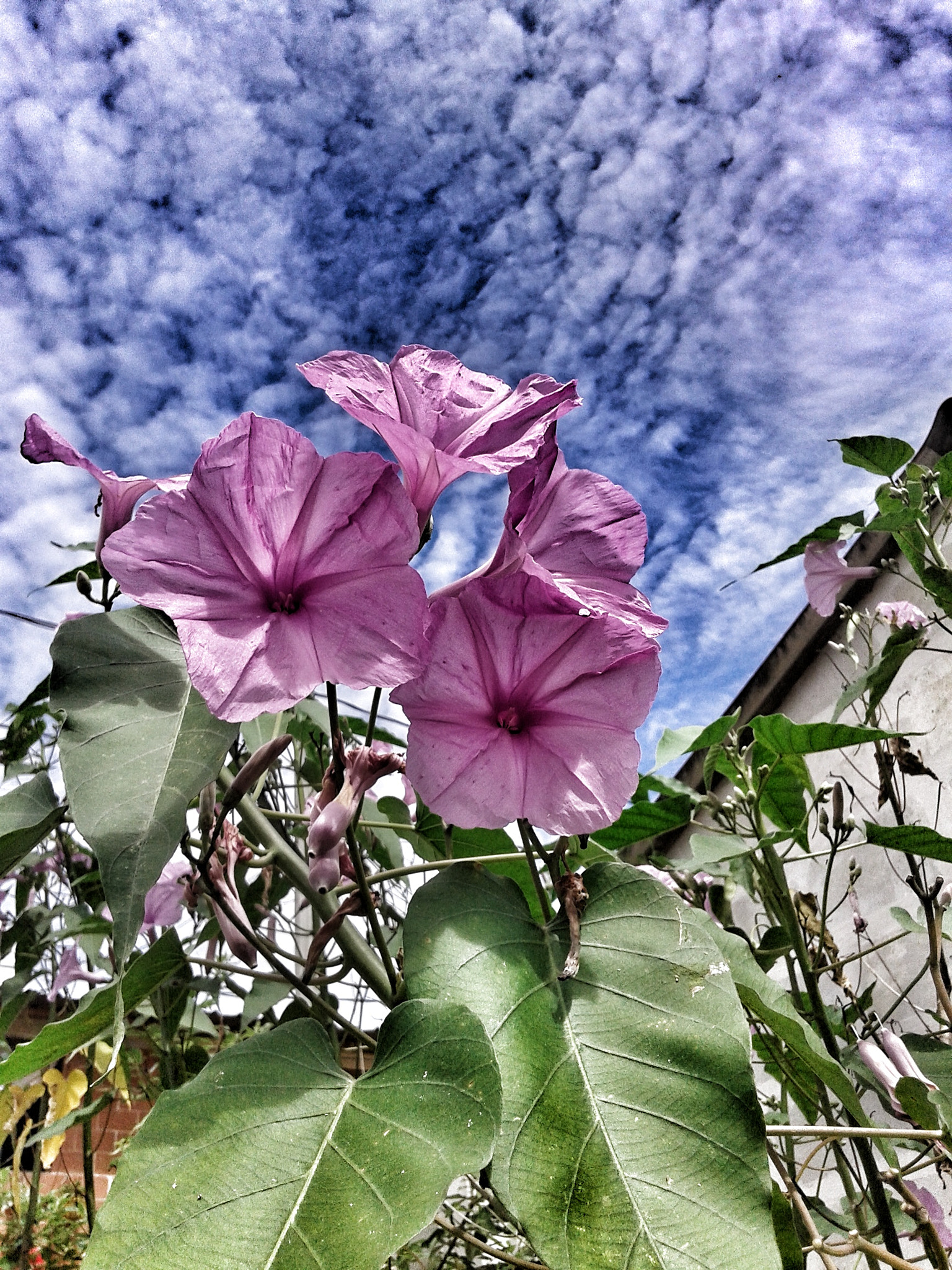 Samsung Galaxy Core sample photo