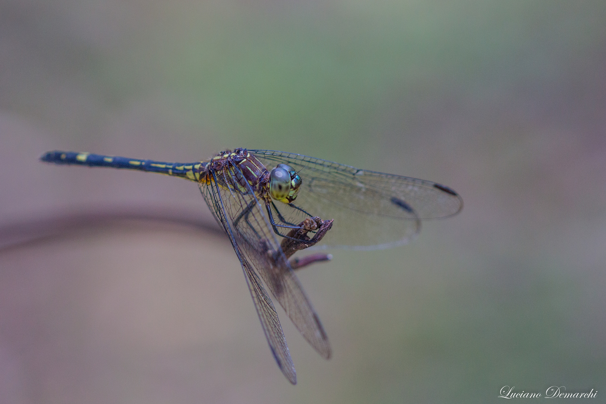 Canon EF 100mm F2.8 Macro USM sample photo. Libelula photography