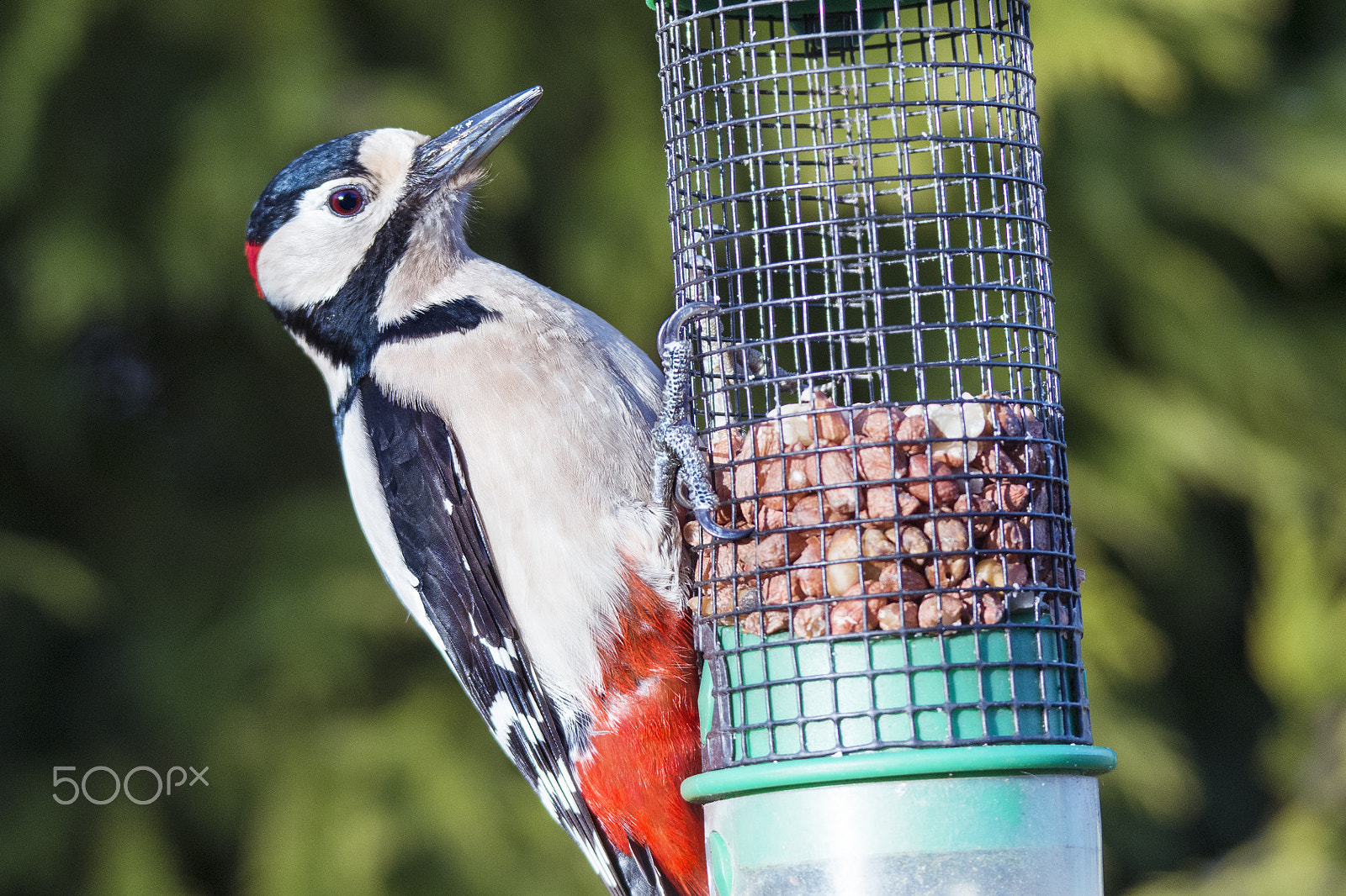 Nikon D500 sample photo. Nuts for woodpecker photography